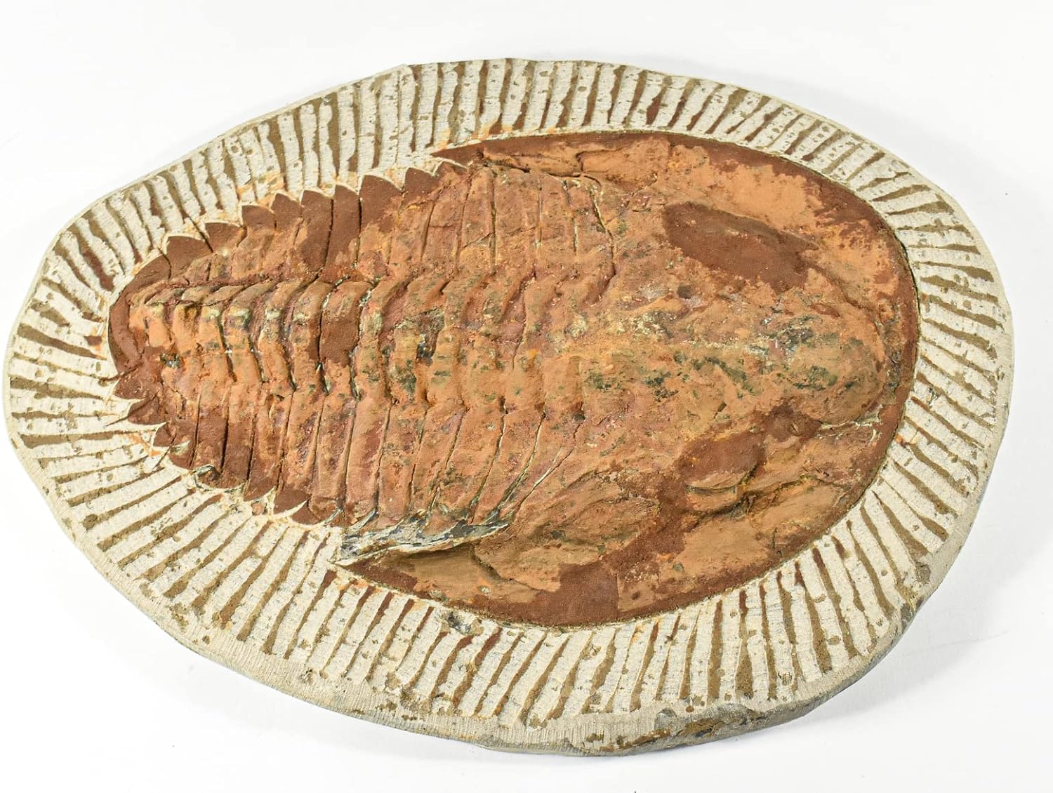 HQRP-Crystal Large 5.3LBs 10.5" Cambropallas Trilobite in Matrix Natural Fossilized Collectible Paleozoic Era Mineral Stone Specimen - Morocco