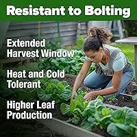 Vista 59 de HOME GROWN Más de 1000 semillas de cilantro para plantar en interiores o exteriores, hierbas tradicionales sin OMG, semillas de plantas de cilantro