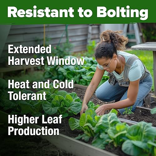 Miniatura 4 de HOME GROWN Lechuga romana Parris Island con más de 3.500 herencias de alta germinación para plantar cabezas crujientes para jardín e hidroponía,