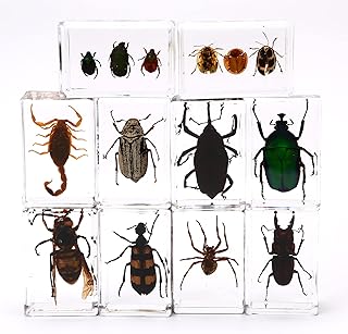 10 Beautiful Insect Specimens in Crystal Resin Insect Collection Paper Different Insect Specimens Preserved in Resin for Children Insect Science Education Toys (10 Different Insects)