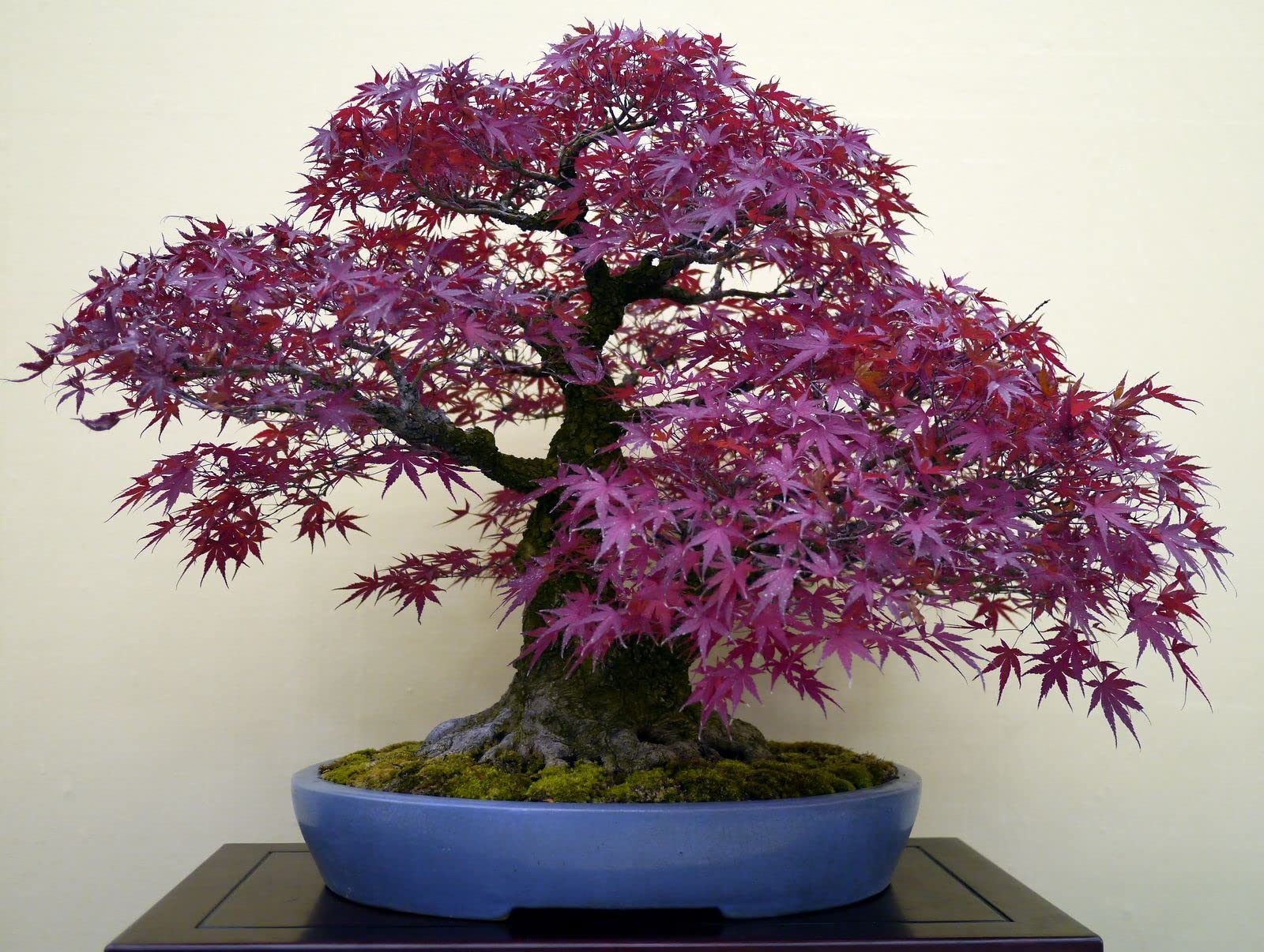 Nursery Live Rare Maple 
