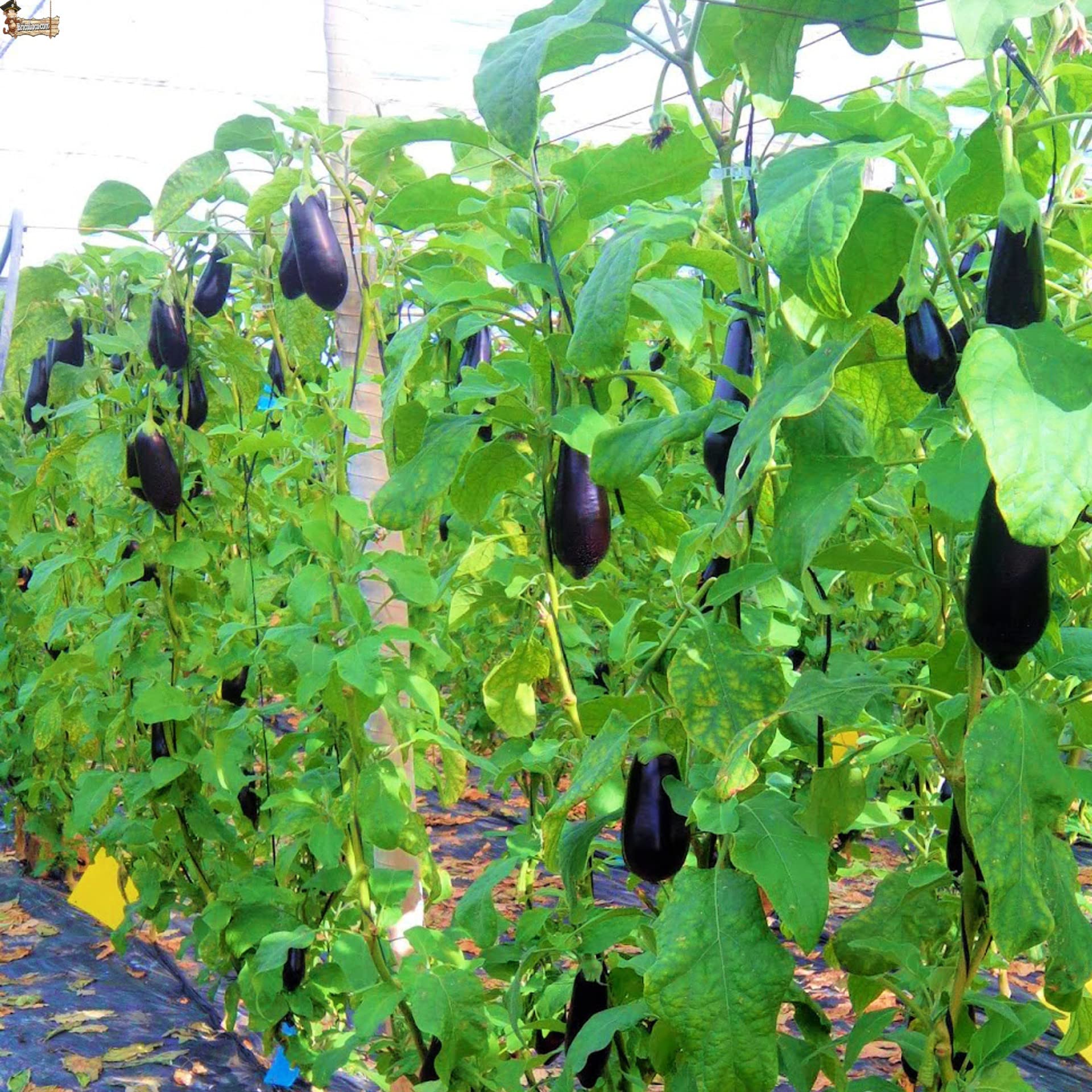 BricoLoco.com Clips Tomates, tomaterne, Piante trepatrici, Guisanti, cetrioli 1.000 pz. Fissaggio, guida, fissaggio, interutore, Atato. Uso con rete o guida. 28 mm (1000)