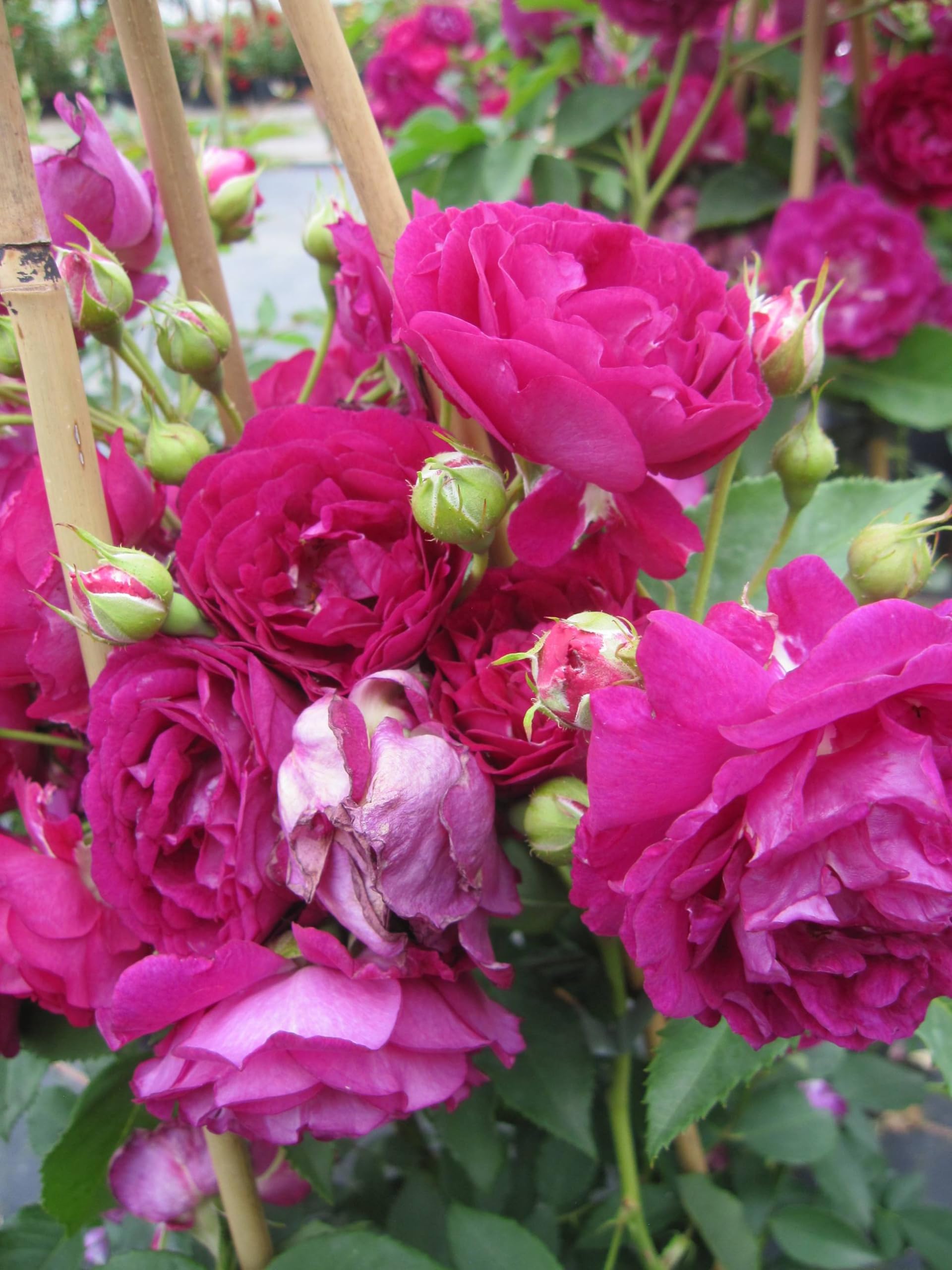Rose Rosengarten Zweibrücken ® - Kletterrose - Warner Rose