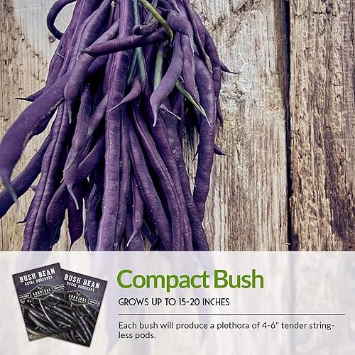 Miniatura 6 de Survival Garden Seeds - Semilla de frijol de color borgoña real para plantar - 5 paquetes con instrucciones para plantar y cultivar frijoles morados