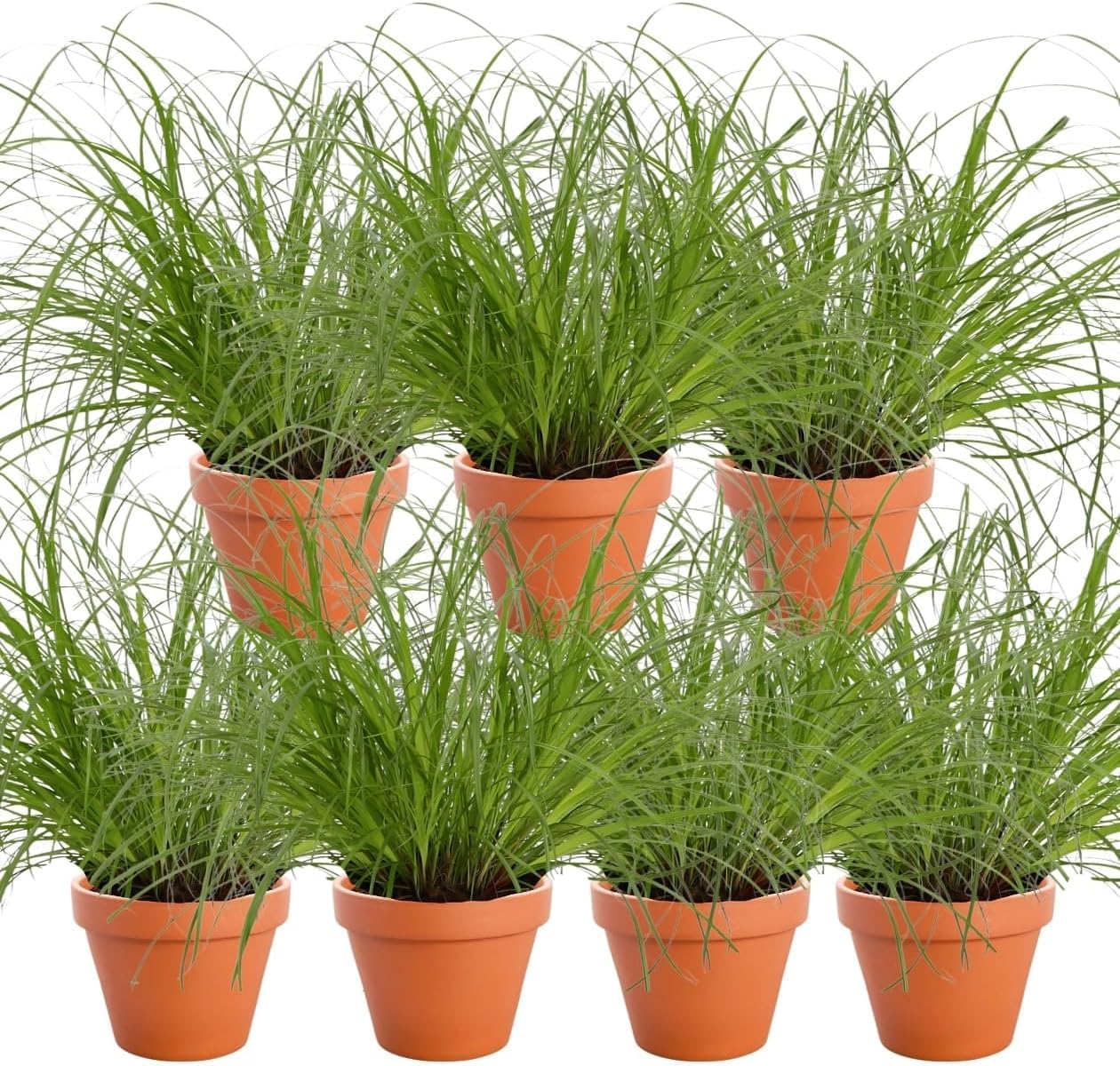 Blume Ideal 7er
