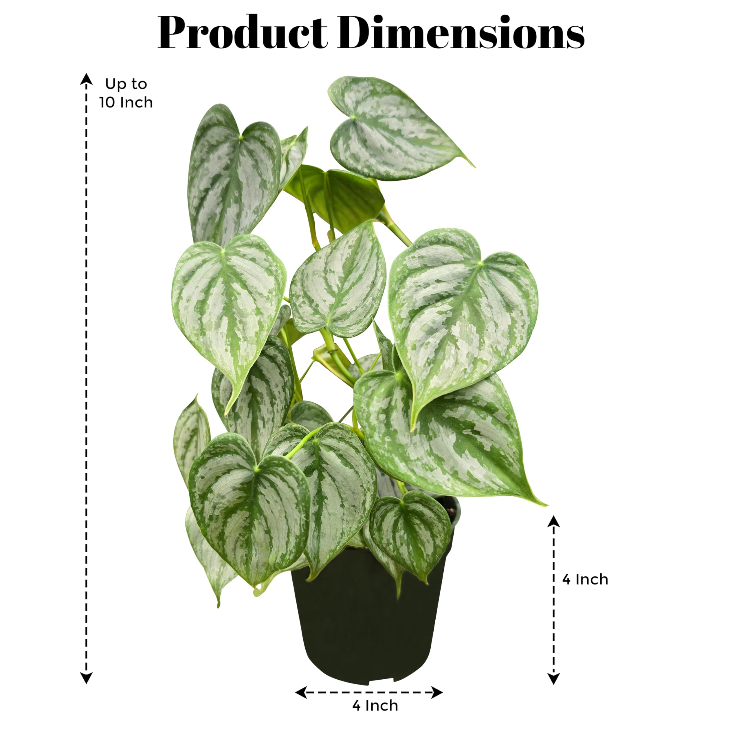 Amazon.com : Philodendron Brandi Live Plant [Winter Thermal Packaging  Included] | House Live Plants | Living Room Decor, Office Decor, Desk &  Bathroom Decor | Silver Leaf | 4.5inch (Ceramic Pot Not