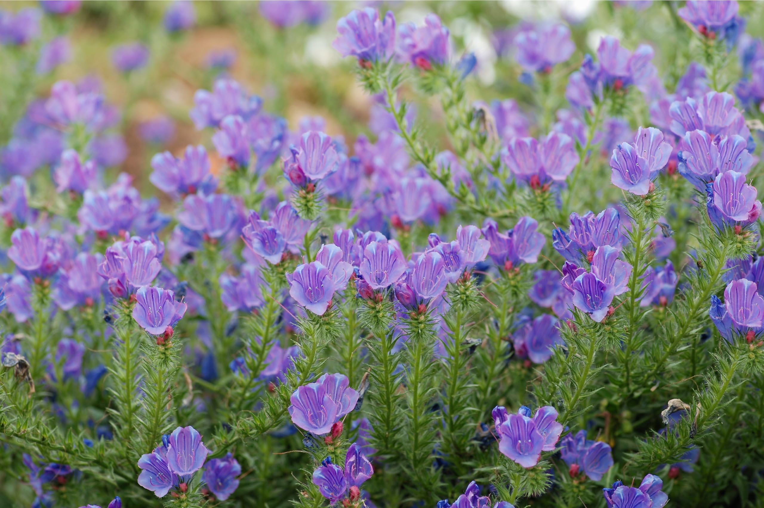 Wegerichblättriger Natternkopf (Echium plantagineum) Samen. Bienenweide (20000 Samen = 60,0g)