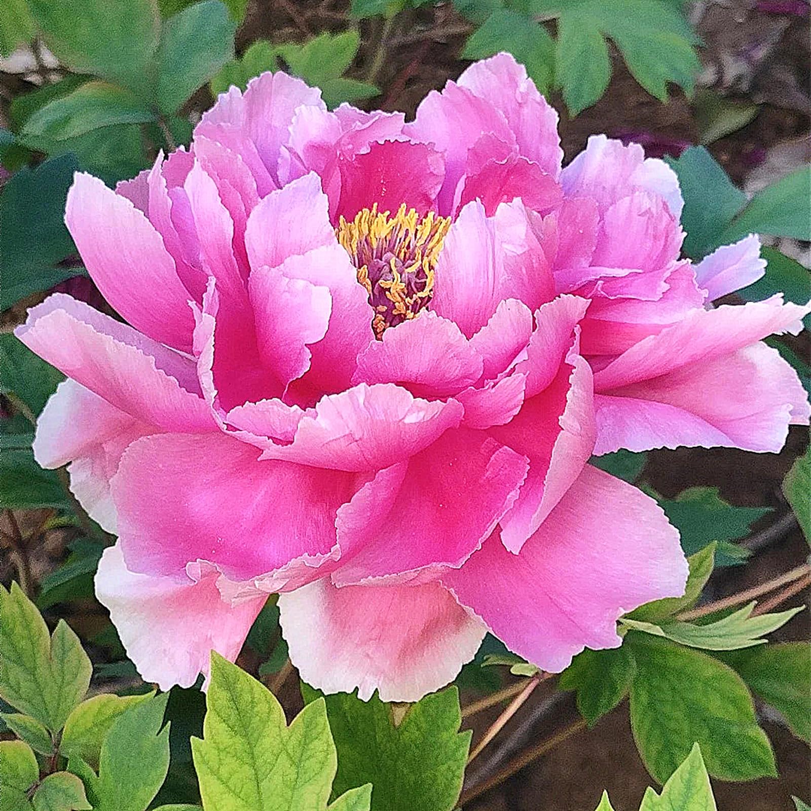 Peony Plants for Sale,Good for Containers,Golden Jade Carving Feels Beautiful,Peony Mix-6bulbs-C