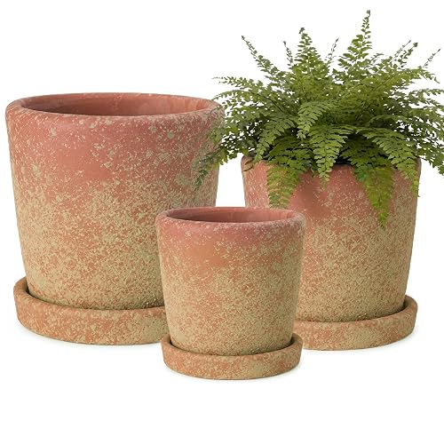 Yungyan Set of 3 Rustic Terracotta Planter Pot and Saucer