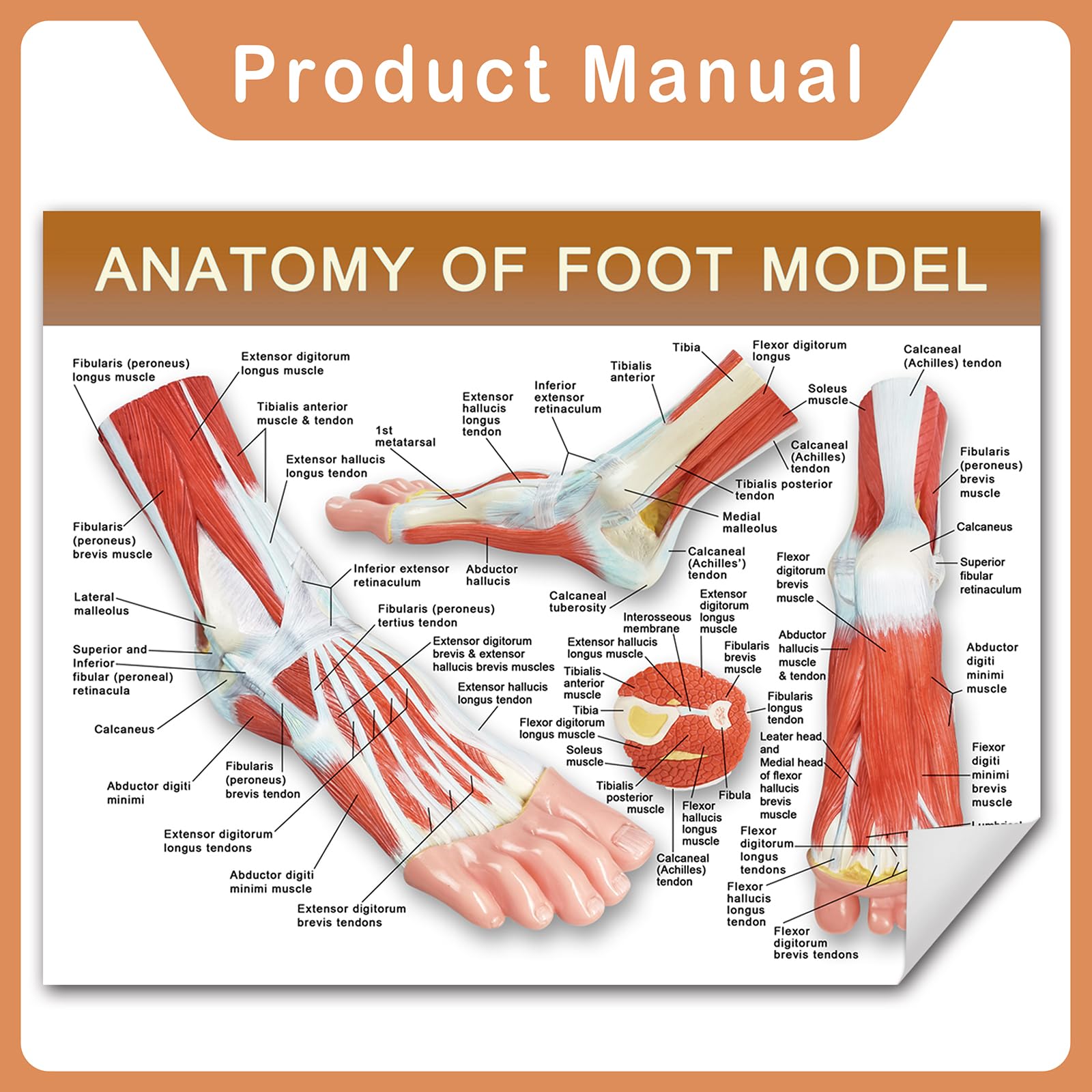 NEW HORIZON 1-Part Natural Size Foot Anatomy Model - Shows Muscles, Ligaments & Bones On Wooden Base