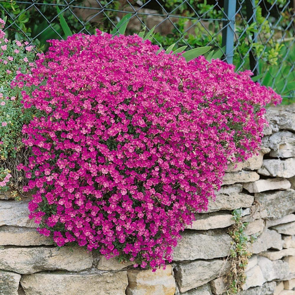 SRI SAI FORESTRY Rock Cress Cascade Pink Ground Cover Flower Seeds For Home Garden (B0CD2S3CZK) Amazon Price History, Amazon Price Tracker