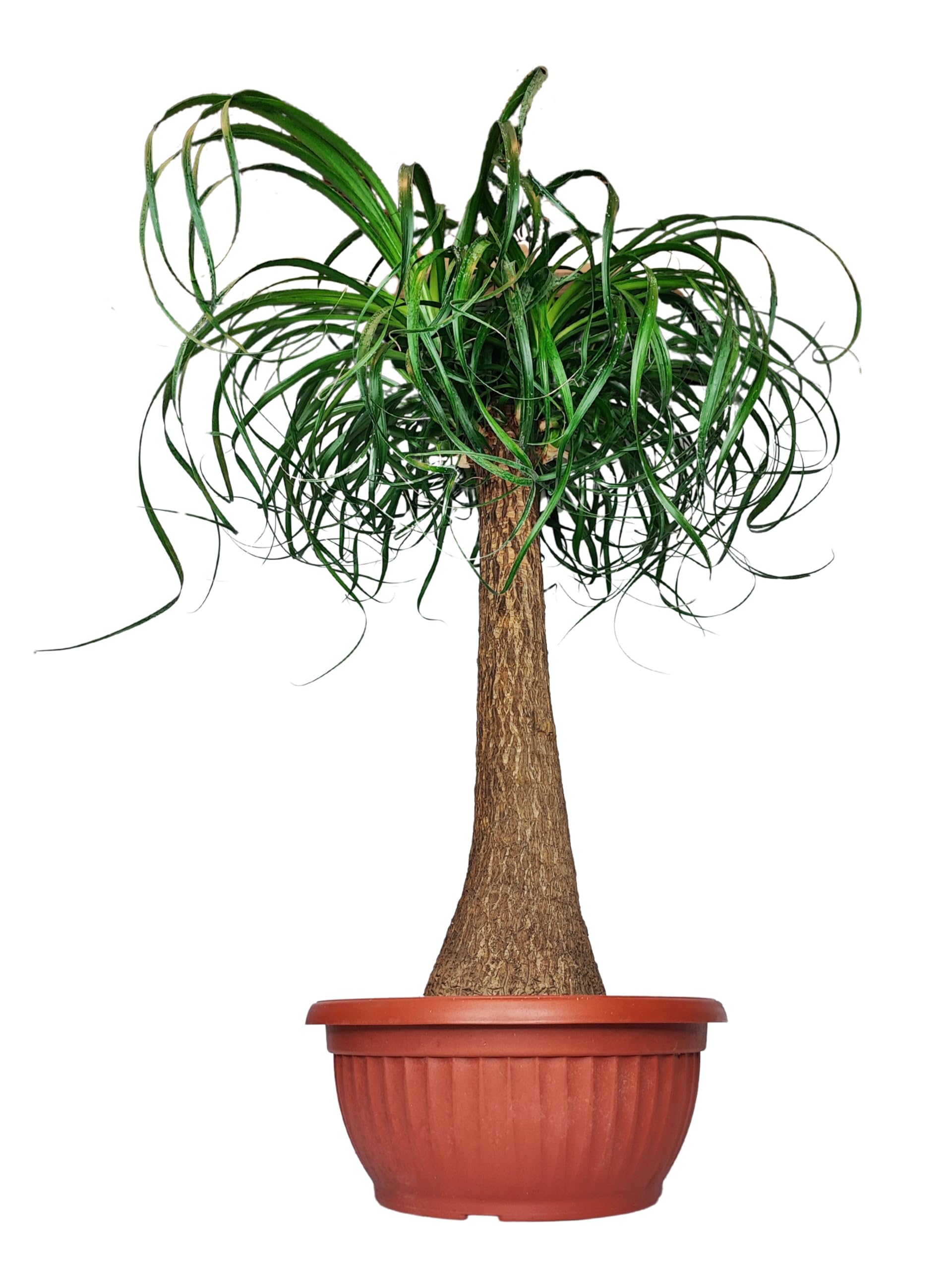 Beaucarnea Piede d'Elefante, Mangiafumo, Pianta Vera da Interni, 75 cm Altezza, Vaso 30 cm, Purificazione dell'Aria