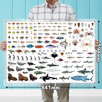 Amazon.co.jp: ザ・アクセス ポスター 水族館の人気者大全 A1