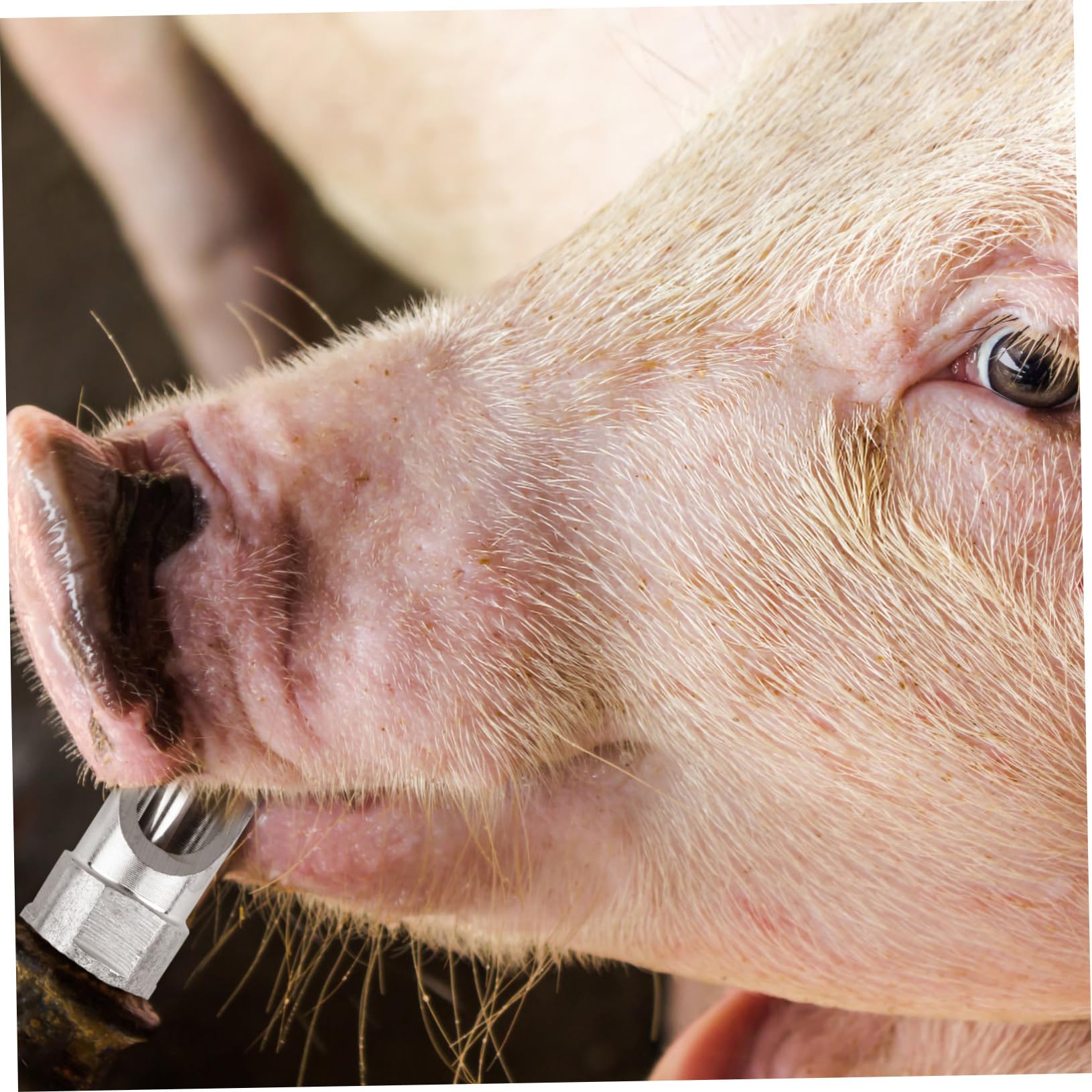 Automatische Schweinenippel Tränke Langlebig und Auslaufsicher 10 Stück aus Edelstahl für Ferkel und Mastschweine in Tierhaltung
