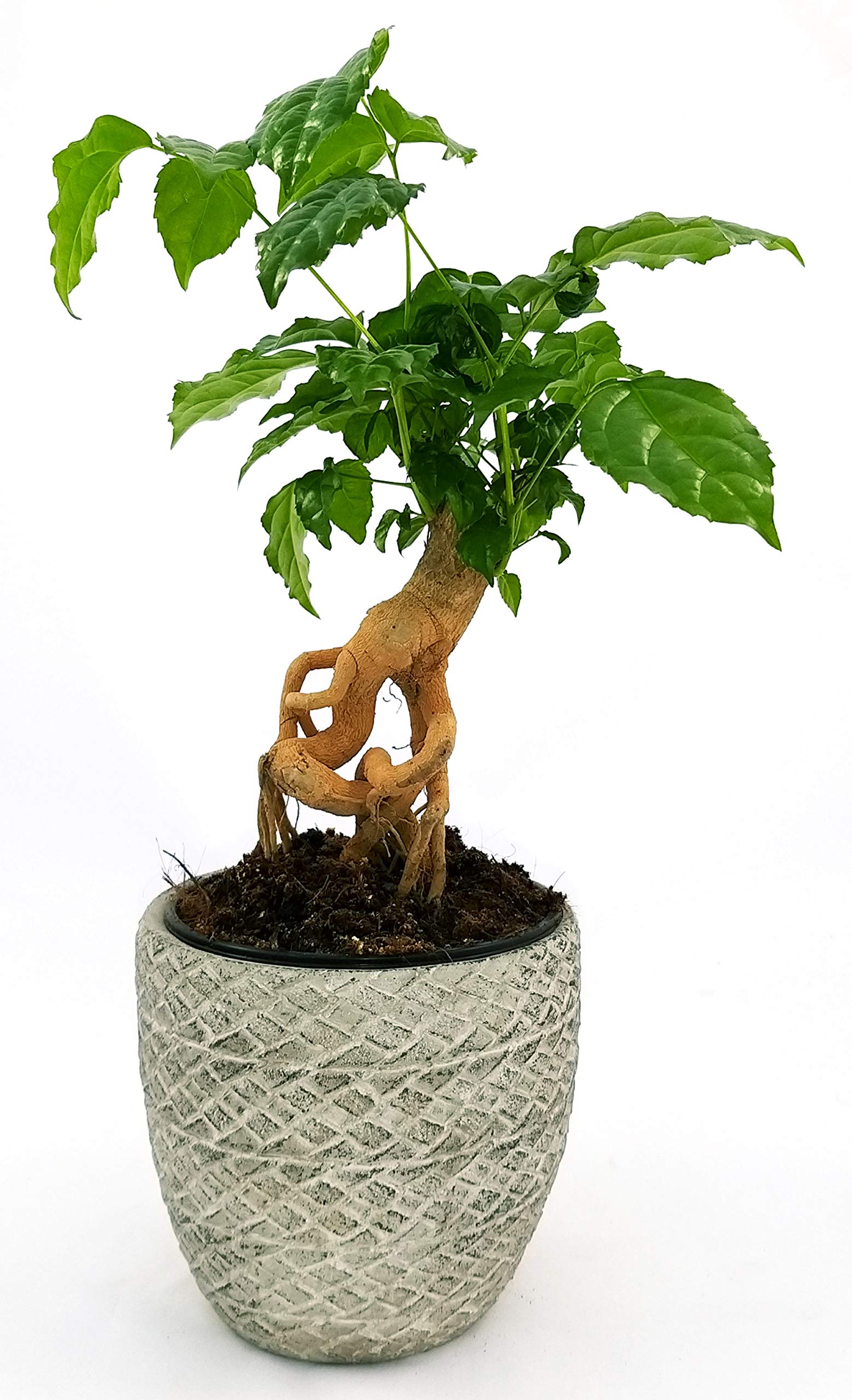 POWERS TO FLOWERS - RADERMACHERA BONSAI IN VASO PIETRA, pianta vera