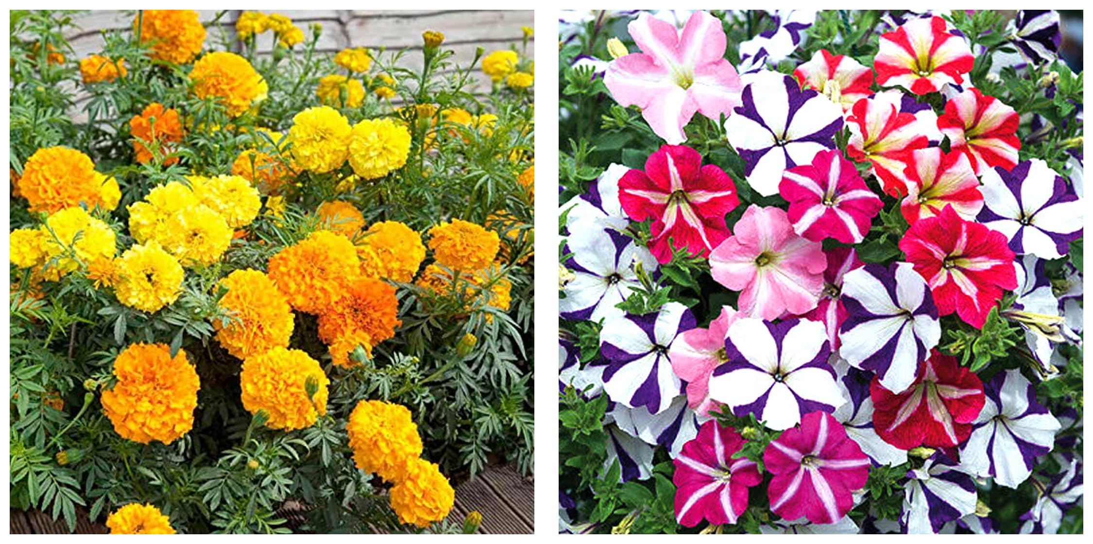 Kraft Seeds African Marigold Mix Flower Seeds (1 Packet, 5gm) & Kraft Seeds Petunia Flower Seeds (1 Packet, Mix 50 Seeds) (B0CCV2HRXT) Amazon Price History, Amazon Price Tracker