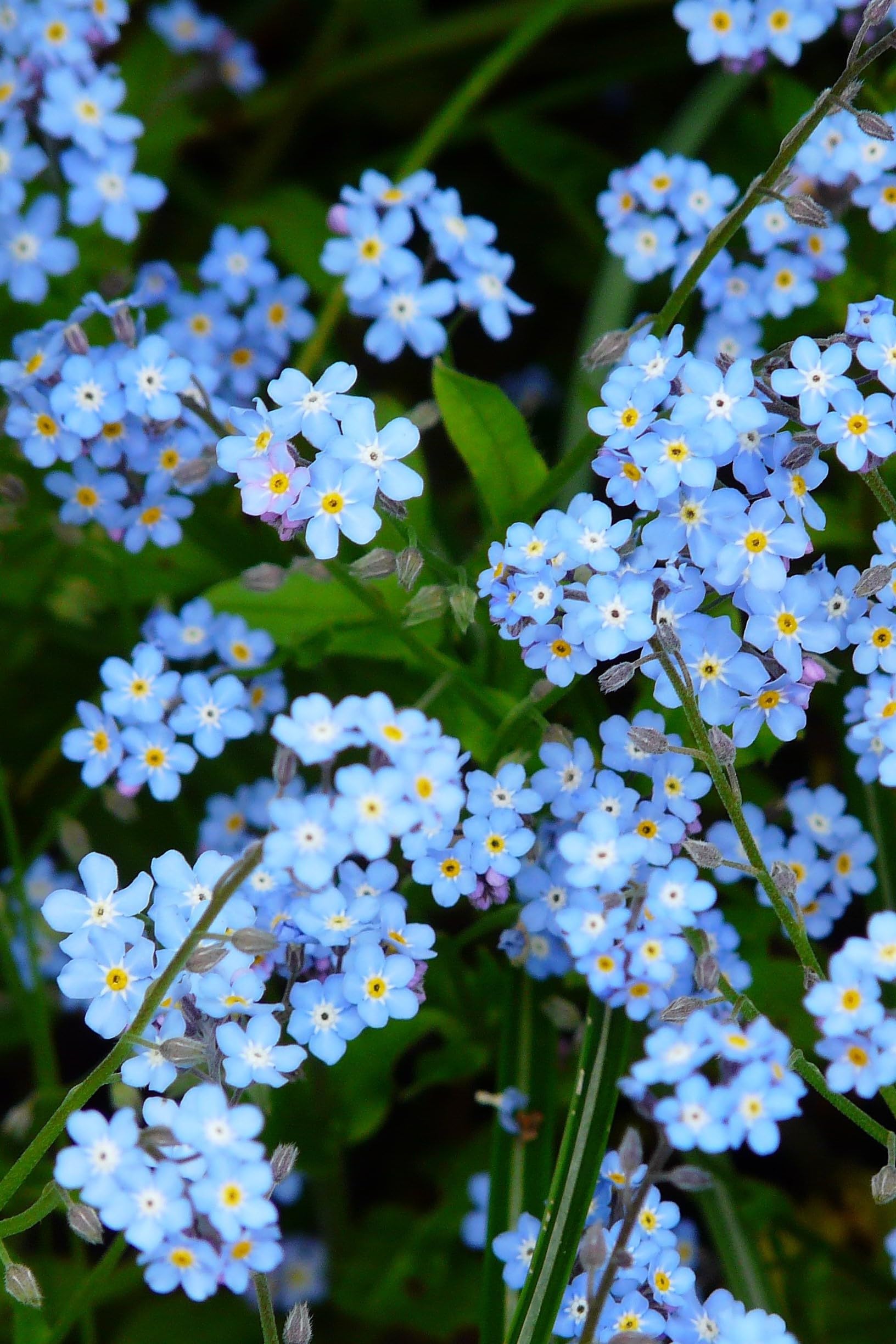 Echte Kamille, Hirtentäschel, Acker Vergissmeinnicht Samen. 'Wildblumen - Heilpflanzen Mix' (200000 Samen)