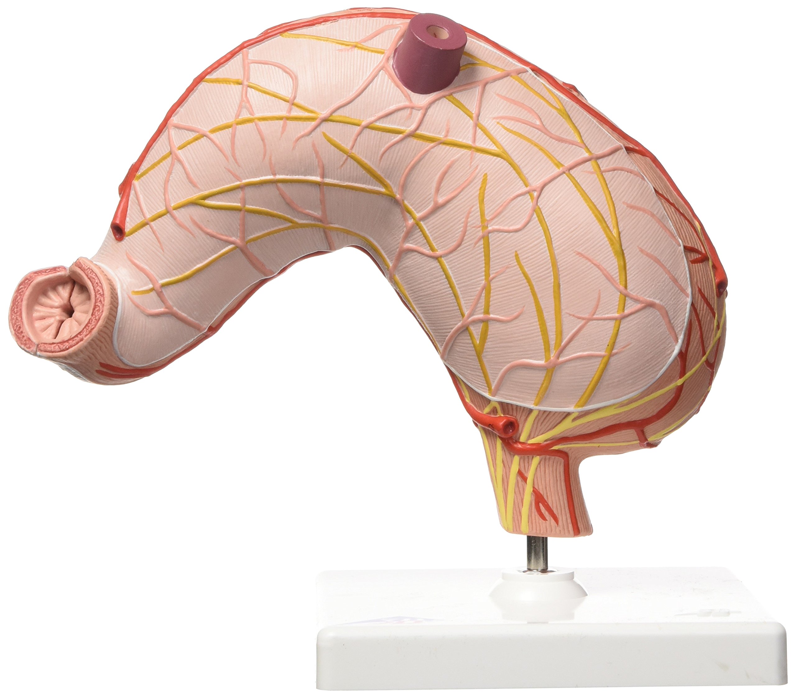 3B Scientific K15 Modelo de anatomía humana Estómago, En 2 Piezas + App de anatomía gratuita - 3B Smart Anatomy