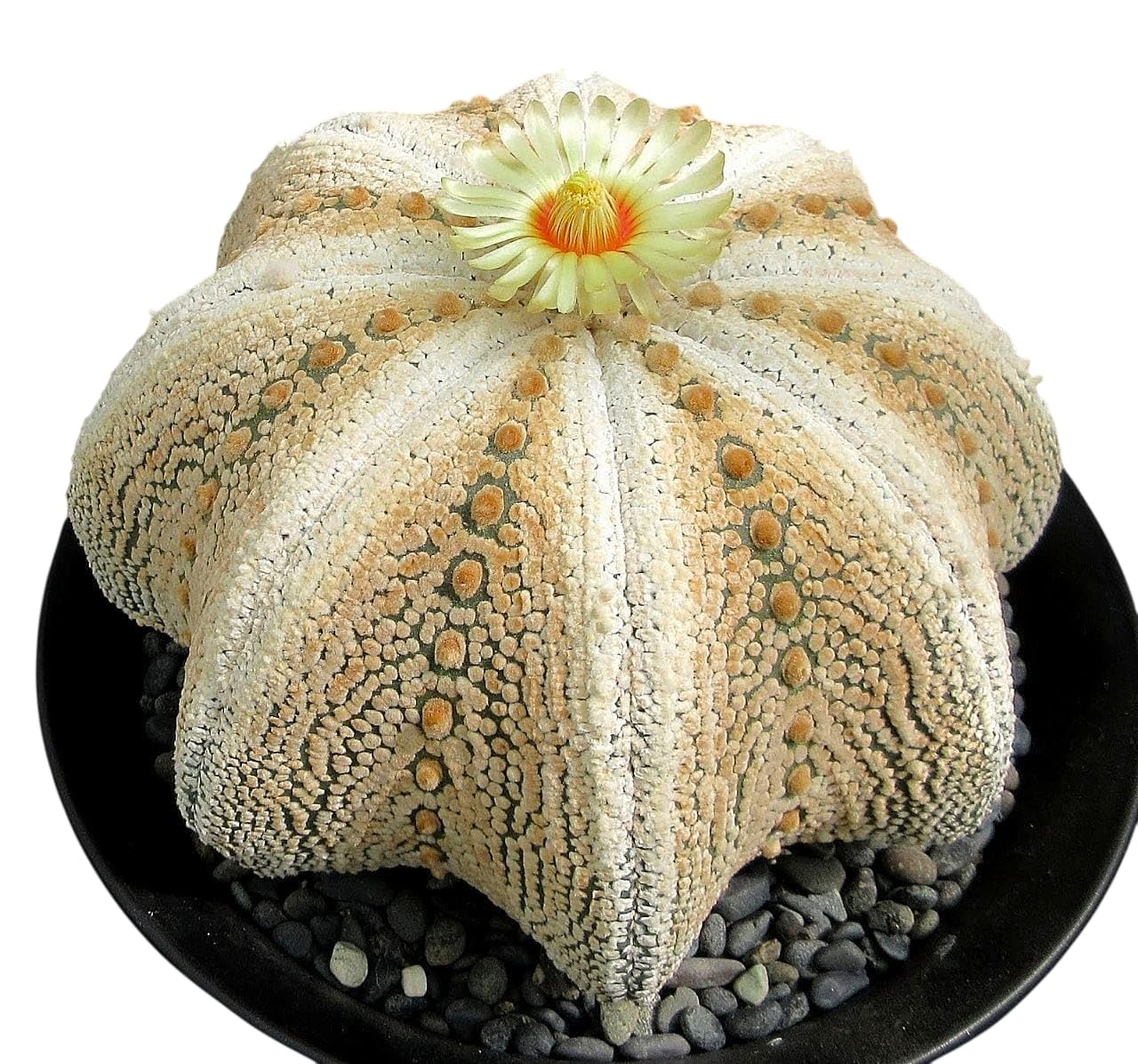 Samarth Cactus Astrophytum Superkabuto Hybrid ? Starry Cactus Air Purifier Indoor Natural Rare Live Plant With Pot Striking Succulent For Living Room, Bedroom, Home Garden Balcony Office Decor
