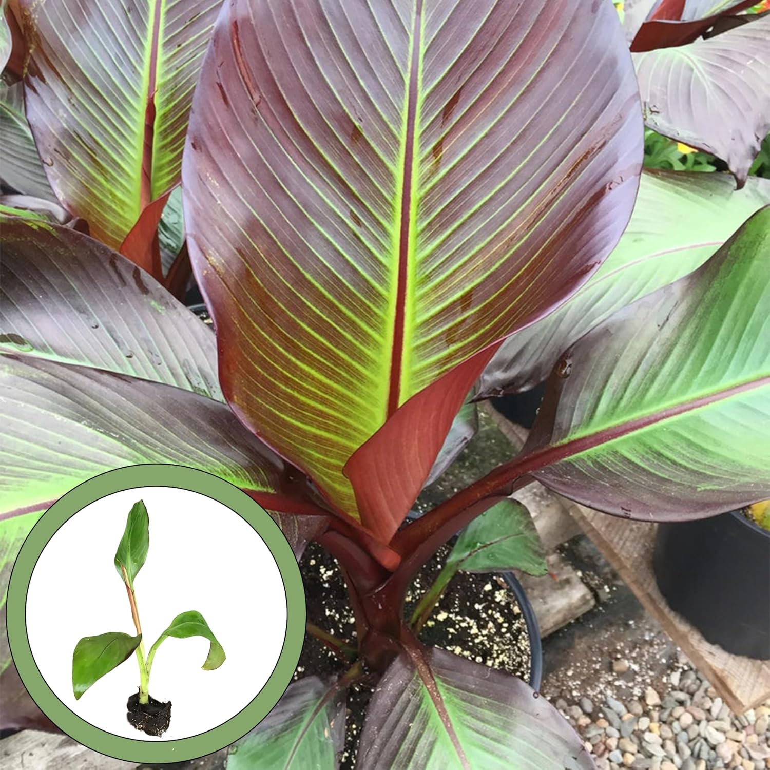 Generic Musa Maurelli Starter Plant, Natural