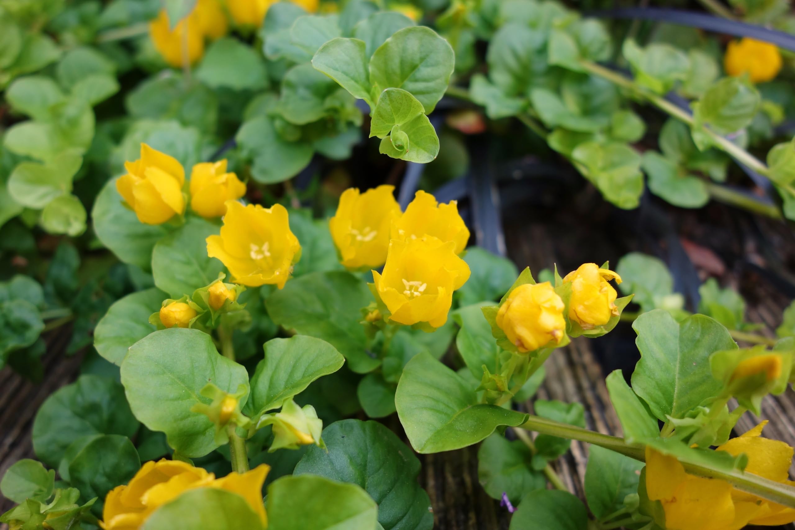 Stauden Gänge 10 x Lysimachia nummularia Pfennigkraut winterhart