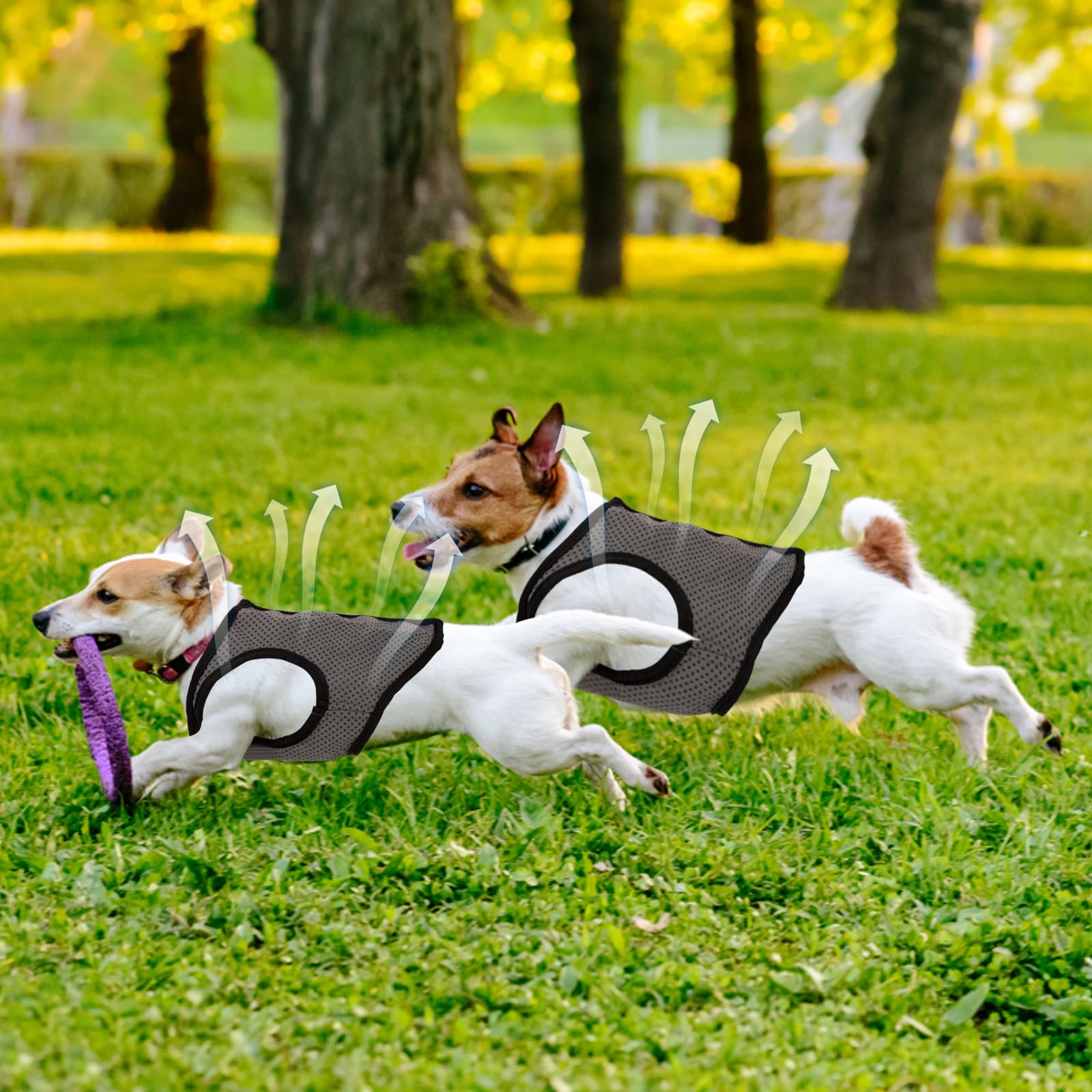 5 Tailles Gilet de Refroidissement Chien, Veste Rafraîchissant pour Chien de Petite, Moyenne et Grande Taille, Été Manteau Cool et Confortable pour Animaux pour la Chasse en Extérieur Camping (XL)