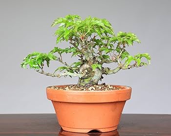 獅子頭 シシガシラ 獅子頭紅葉 獅子頭もみじ 盆栽 小品盆栽 盆栽素材苗：獅子頭(シシガシラ)紅葉 現品 *もみじ モミジ Acer momiji