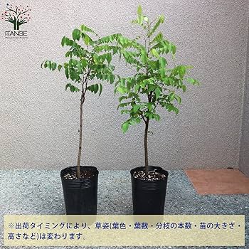 Amazon.co.jp: スターフルーツの苗木 13.5cmポット【品種で