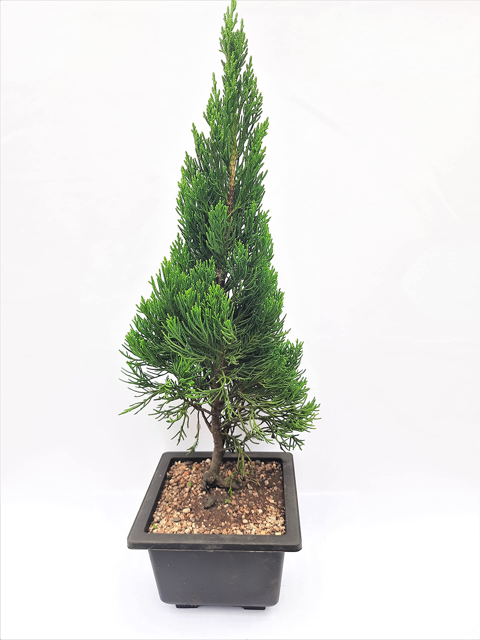 Green Paradise® Torulosa Juniper London Pine Live Bonsai Suitable Plant With Pot