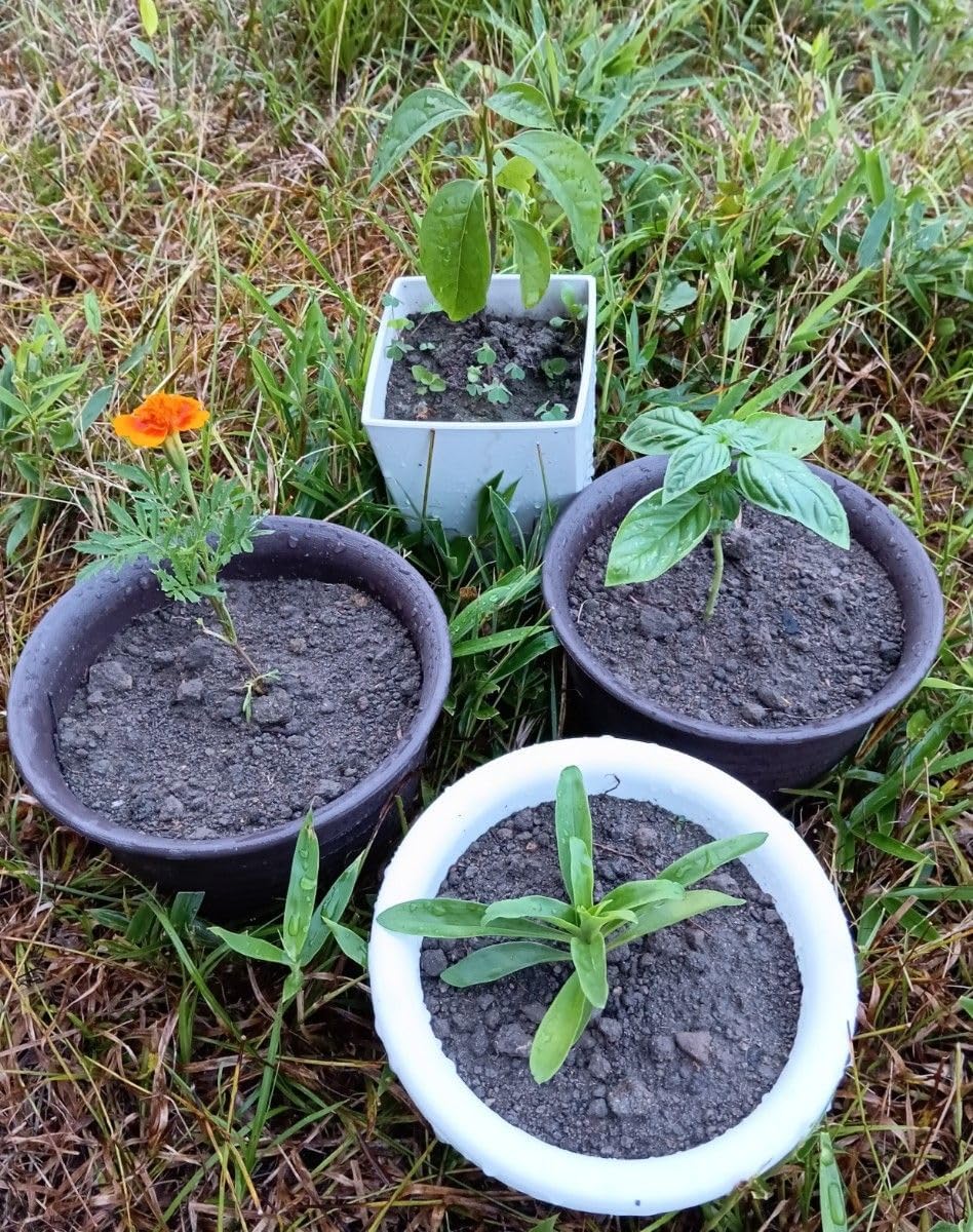 最高級柿の木の苗木と、季節のお鉢苗と種のセット+選べる粗を