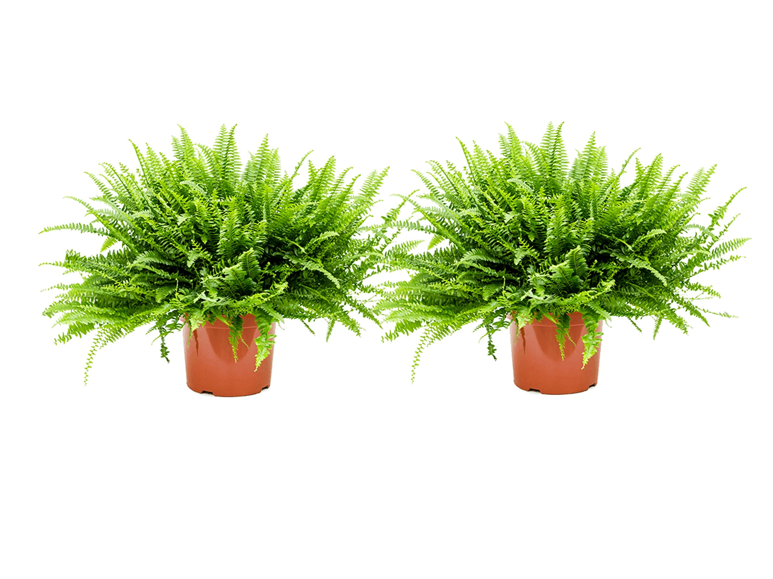 2 x Nephrolepis Boston Fern/Sword Ferns in 12 cm pots