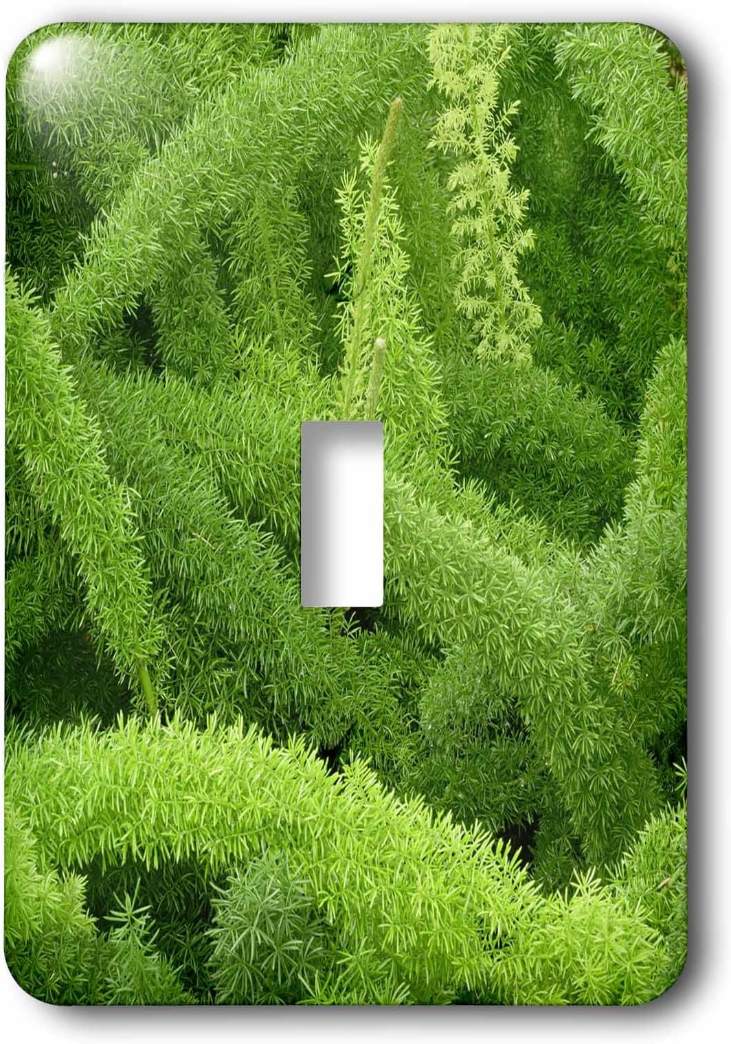 3dRose lsp_83276_1 Foxtail Fern, Asparagus Densiflorus Myers Na01 Aje0125 Adam Jones Single Toggle Switch