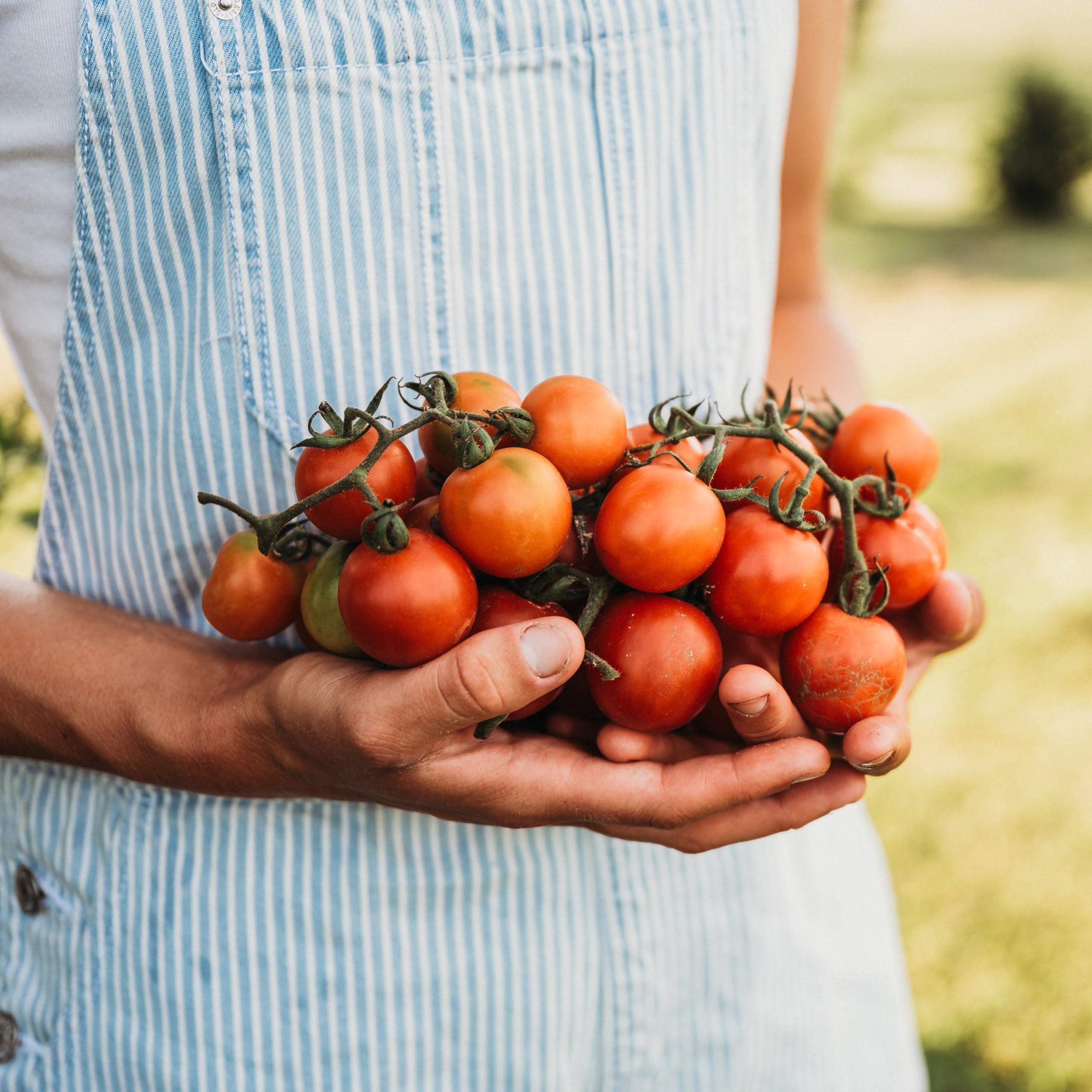Amazon.com : Tommy Toe Tomato - 50 Seeds - Rare Heirloom Cherry