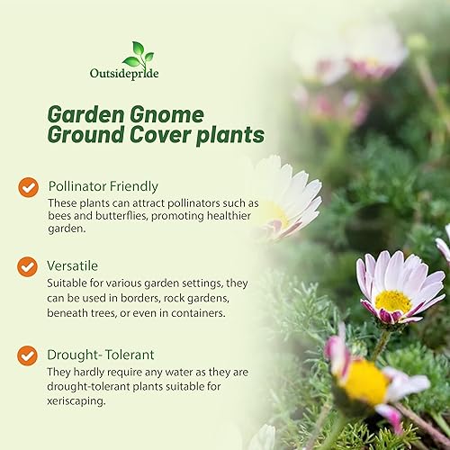 Miniatura 3 de Outsidepride Anacyclus depressus Perennial Tolerant a la sequía Gnomo de jardín Semillas de plantas  200 semillas