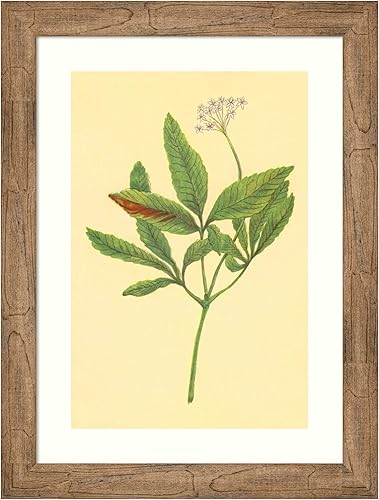 Amanti Art Framed Wall Art Print 28x21 Five Leaved Ginseng by PI Collection, Flowers Wall Art, Vintage Decor, Medium Poster Painting Artwork for