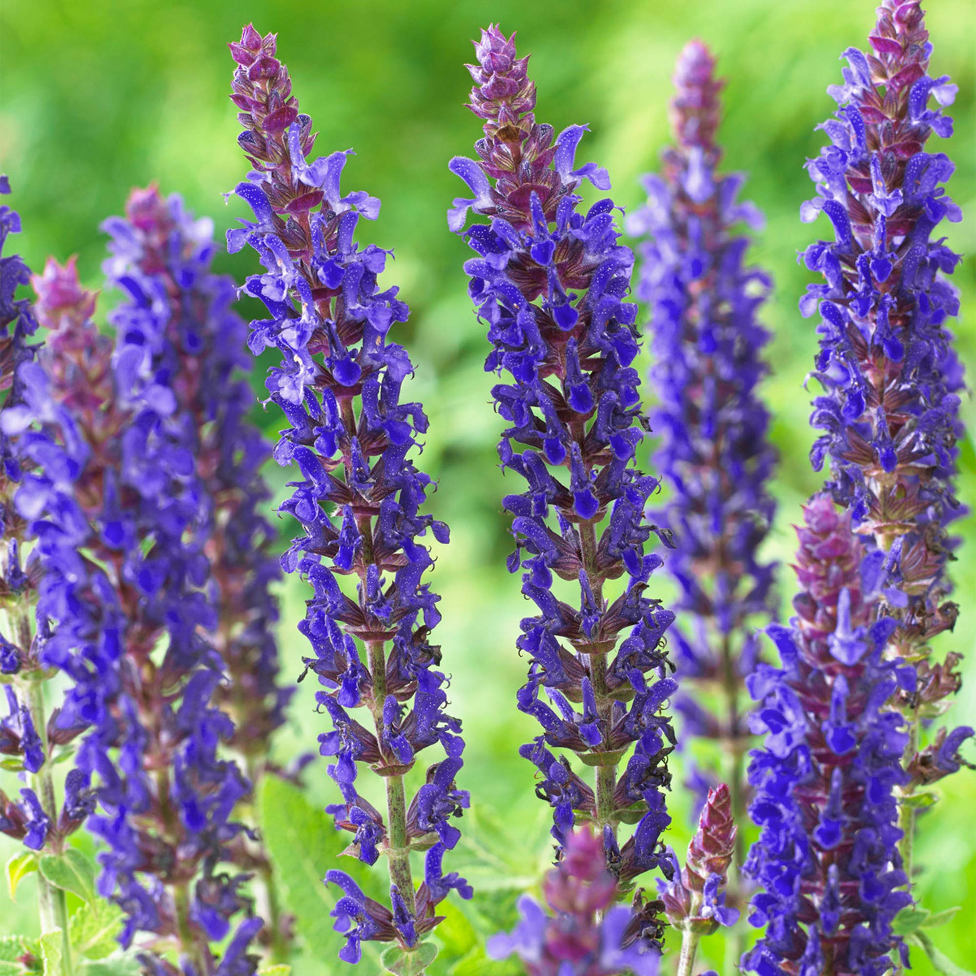 Salvia East Friesland Clary Sage Herbaceous Perennial Scented Flowering Plant (30-40cm Incl. Pot)