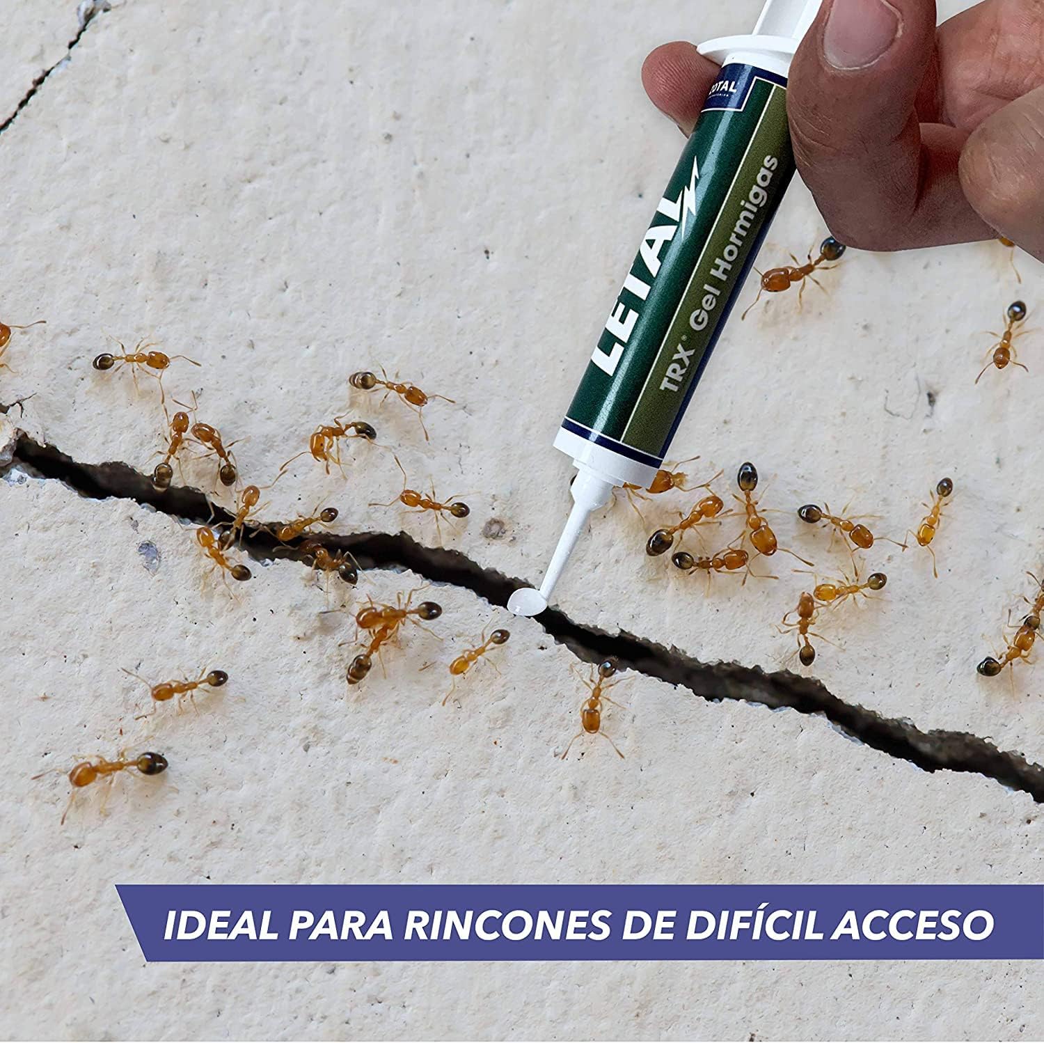 ZOTAL Gel Anti Hormigas - Insecticida en Jeringuilla 10g, Efecto Retardado para Eliminar Colonias y Nidos - Pack 1 Unidad