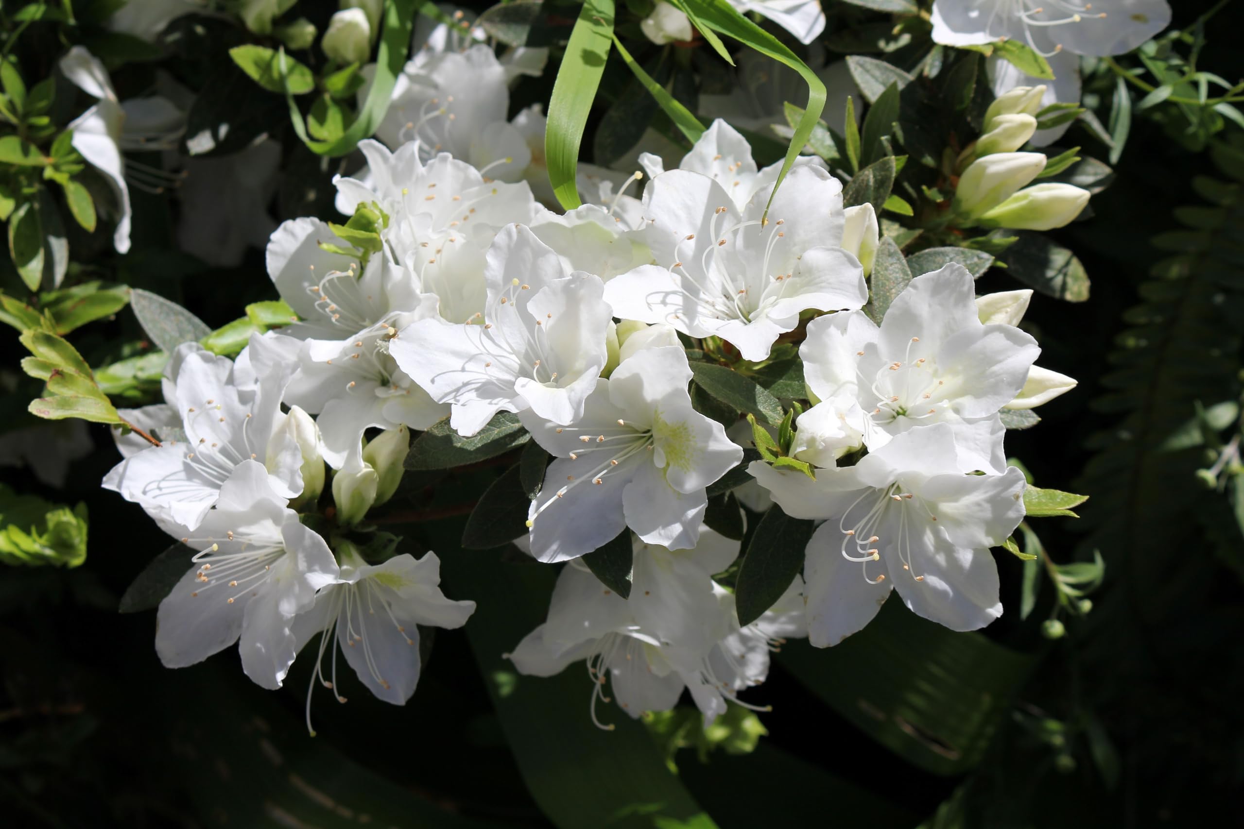 See full amazon price history chart for White Azalea Beautiful Flower Plant For Shrub/Bush & Gardening (Pack Of 1) White Azalea Beautiful Flower Plant For Shrub/Bush & Gardening (Pack Of 1) (B0CQXWJDDM) Amazon Price History, Amazon Price Tracker
