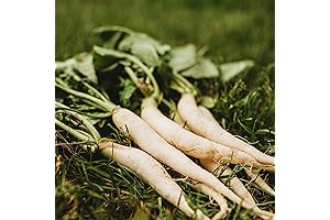 White Icicle Radish: The Perfect Pick for a Crisp, White Harvest