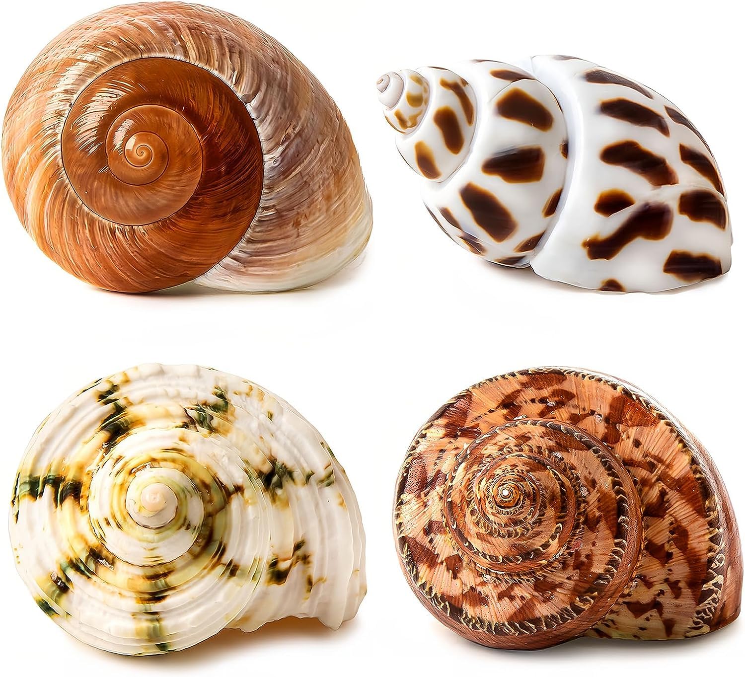 Photo 1 of Conch Shell Hermit Crab Set Assorted for Medium to Large Hermit Crabs