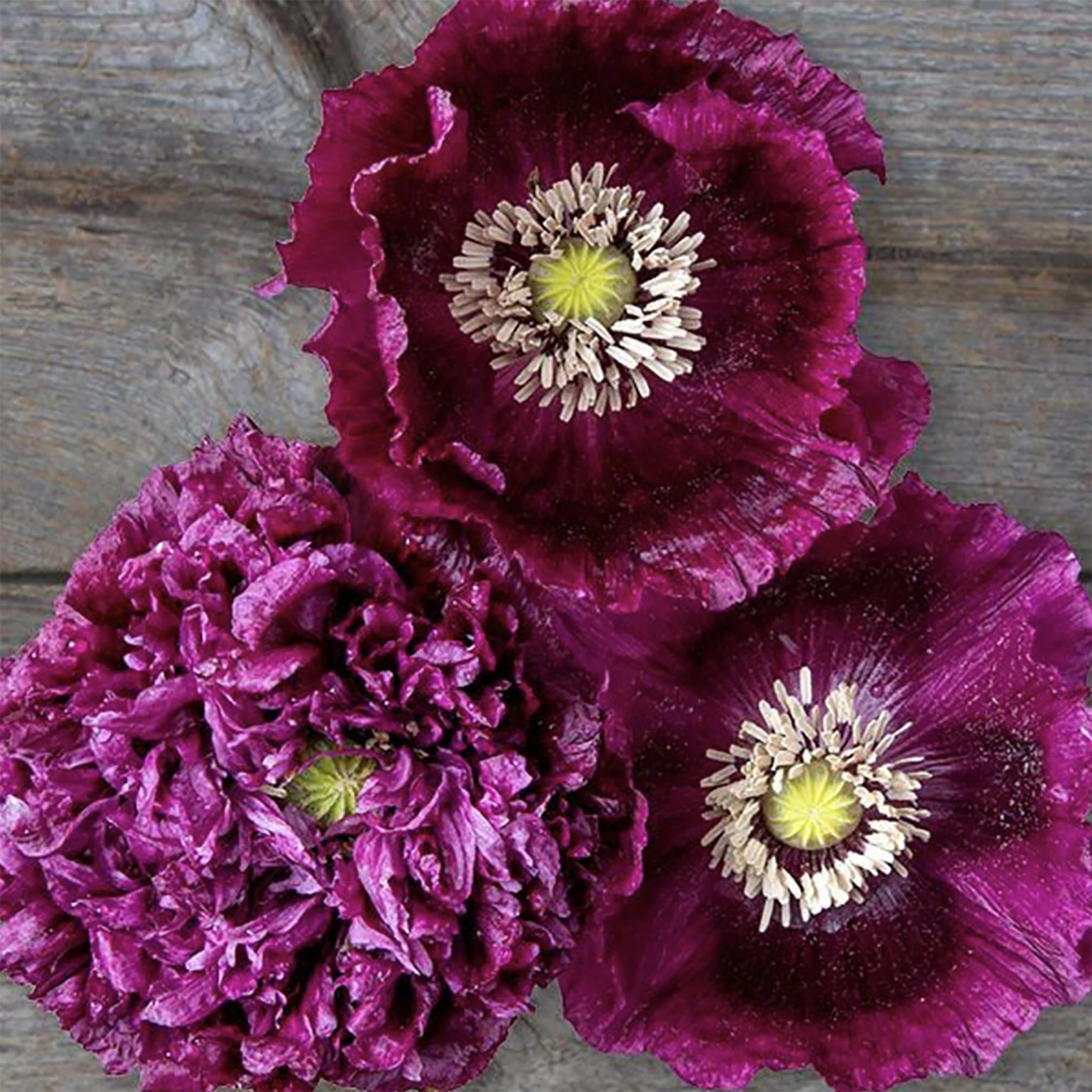 Dark Purple Poppies
