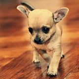 No Pop Ups Puppys SHAKE n Change Live Wallpaper