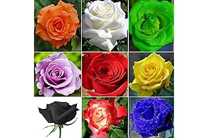 100+ Multicolored Rose Flower Seeds Perennial Flowers Rare Plants Garden Bonsai