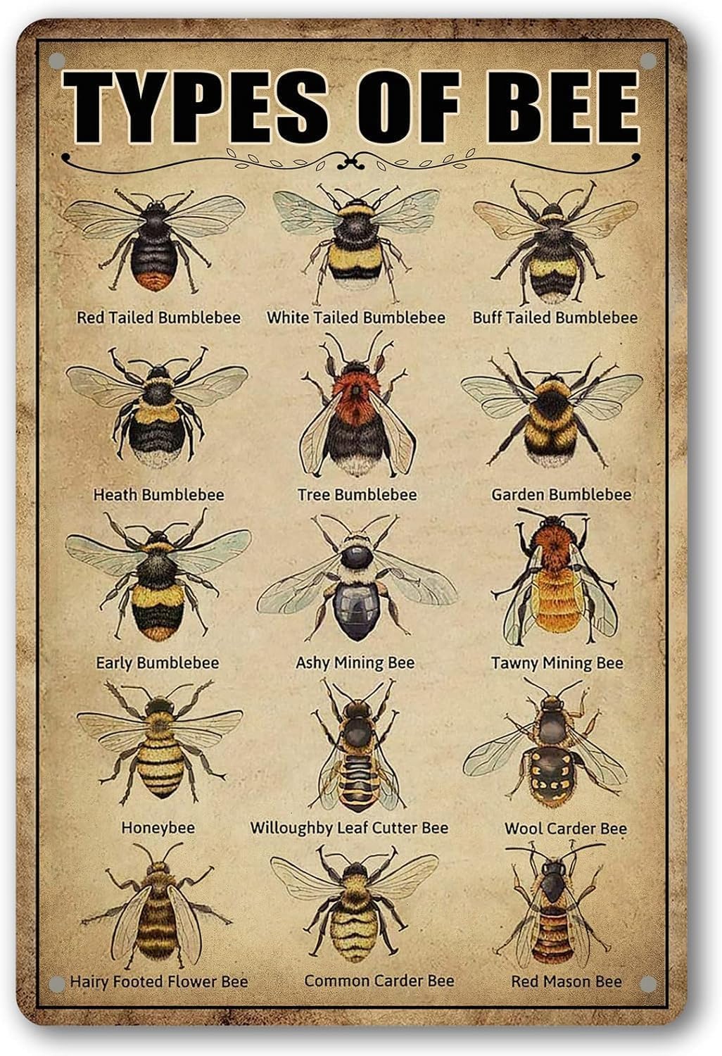 Peiyeety Bee Bee Knowledge Vintage Types Of Bee Tin Sign Retro Bee Knowledge Posters Home Kitchen Bar Cafe Club Cave Wall Decor Retro Tin Sign 12X16 Inches
