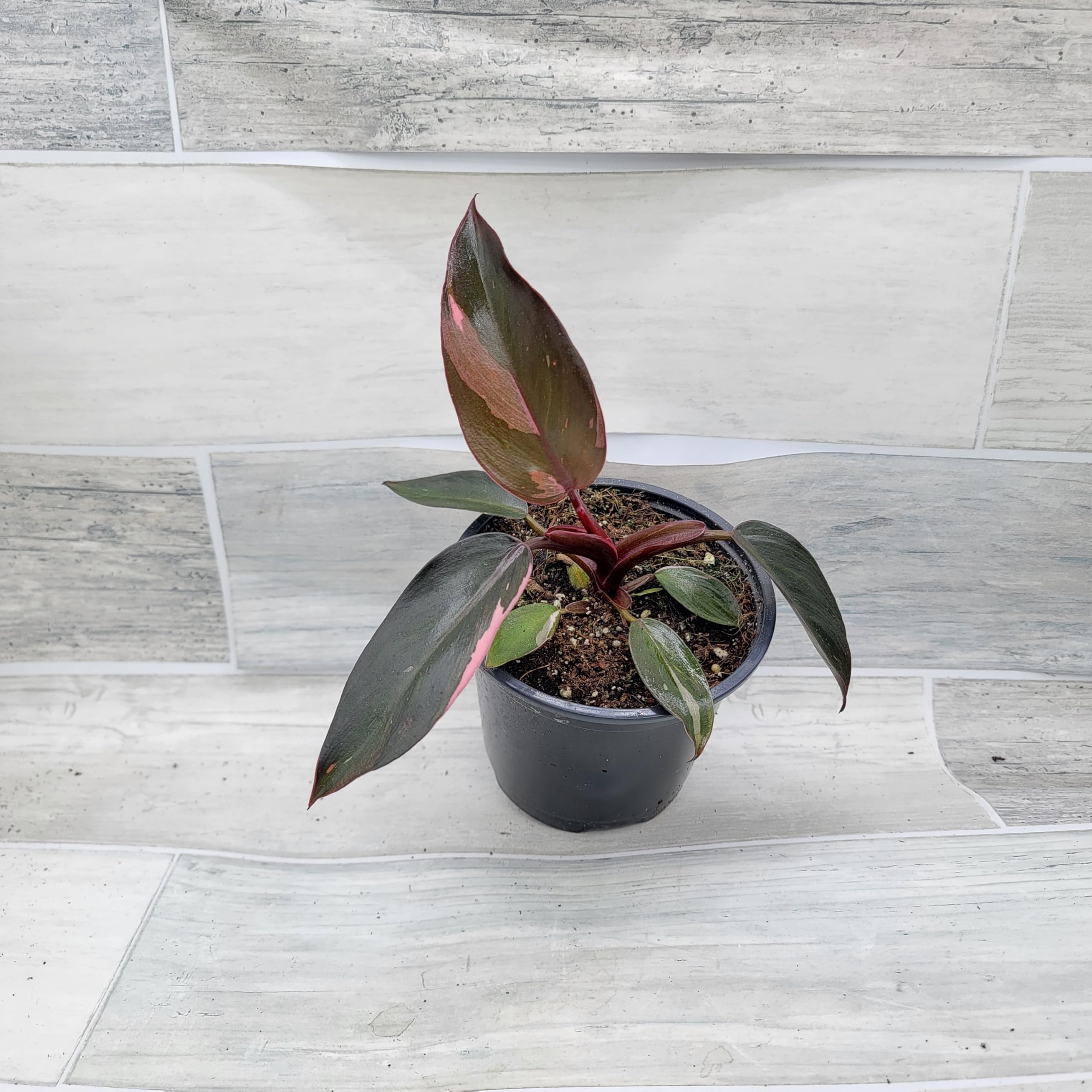 Amazon.com : Philodendron Black Cherry Pink Princess