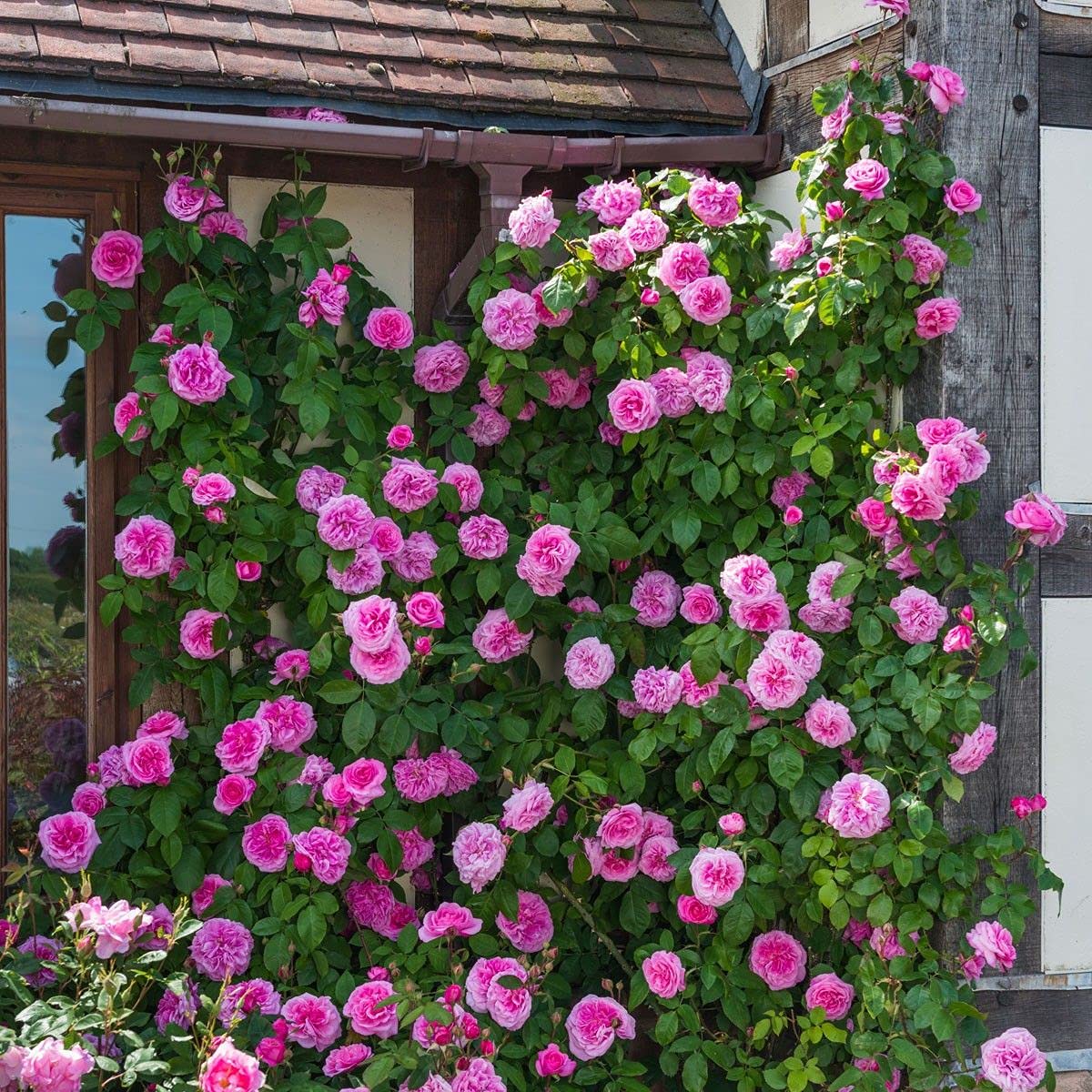Aiden Gardens Rare Grafted Pink Climbing Rose perinnial Flower 2 Healthy Live Plant (B093KXJ8Y2) Amazon Price History, Amazon Price Tracker