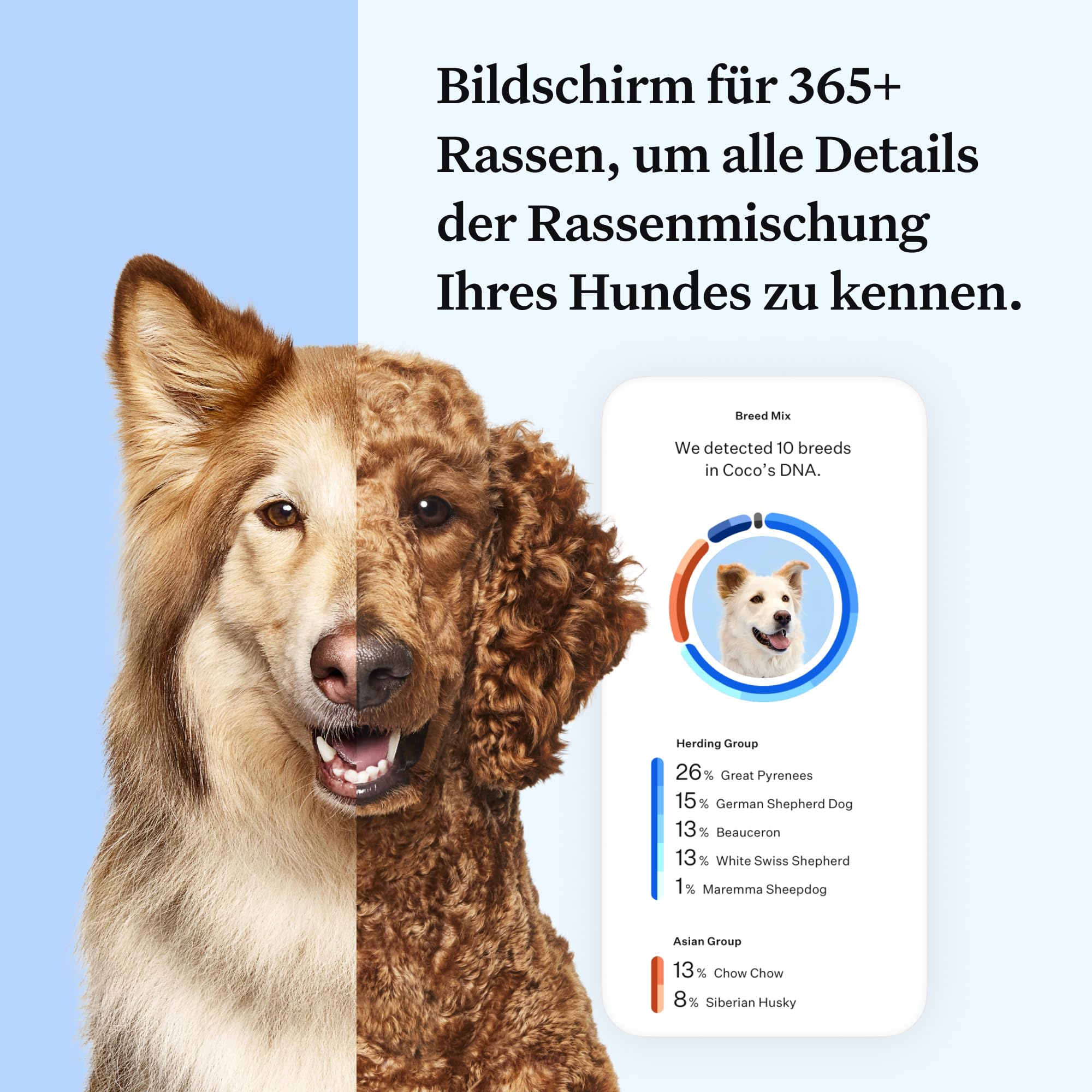 Wisdom Panel Essential – Hunde-DNA-Test für Ahnen, Rassen, Eigenschaften und Gesundheitstests