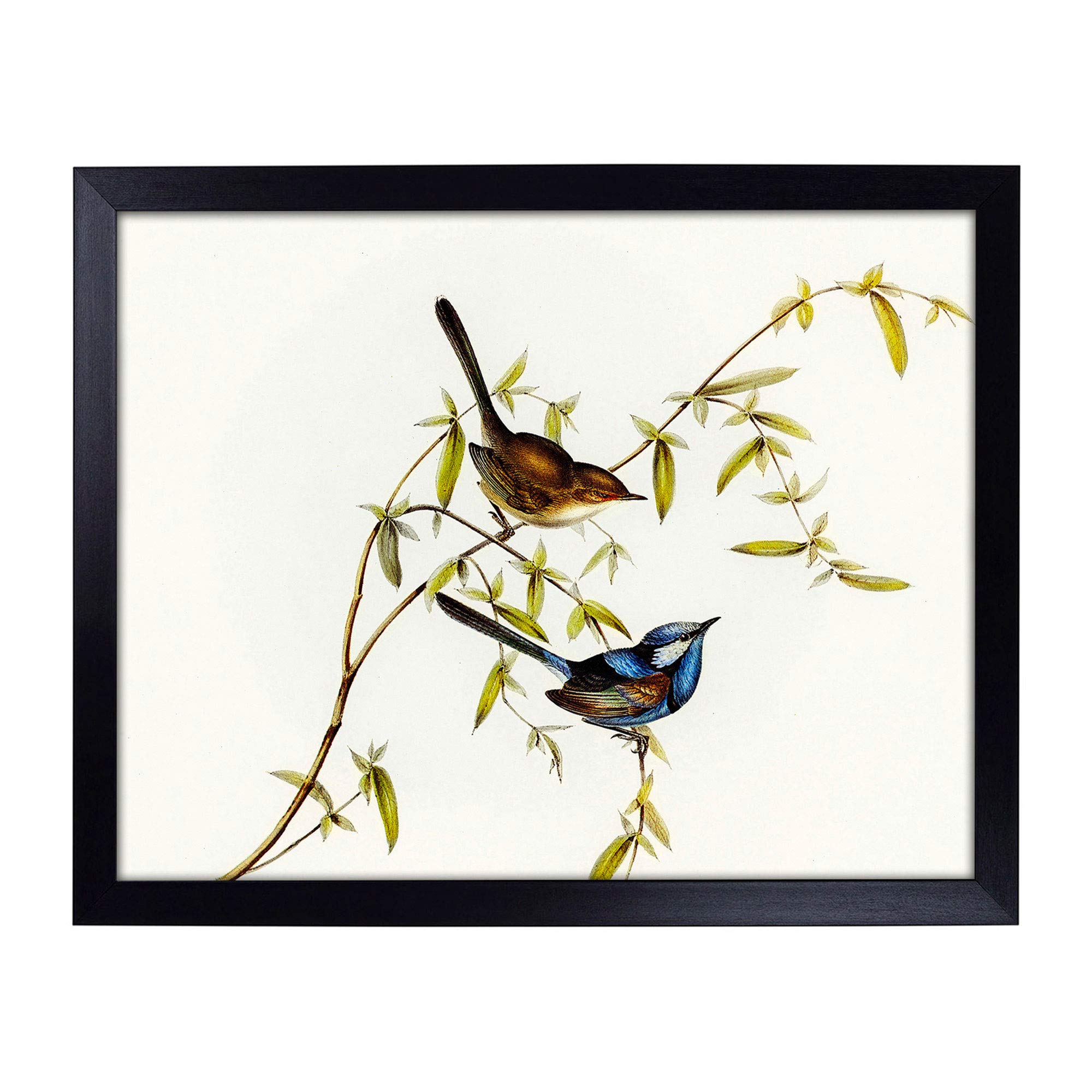 Big Box Art Lap Tray with Cushion | Black-backed Wren by Elizabeth Gould | Padded Bean Bag Cushion | For Eating, Working, Crafting, Laptop | Portable Table Desk