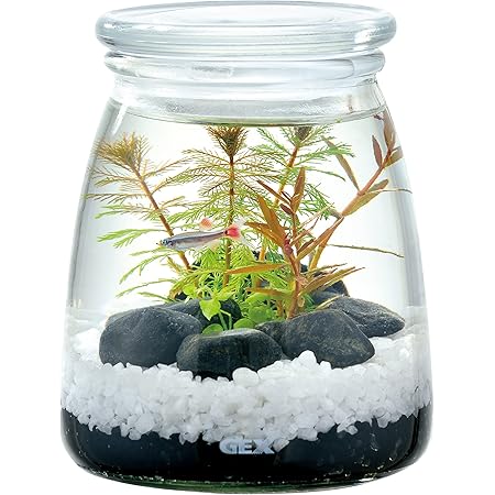 Amazon Gex Aquarium グラスアクア スロープ 水草 多肉植物 コケリウム テラリウム ガラス製 約1 5l Gex Aquarium 飼育セット 通販