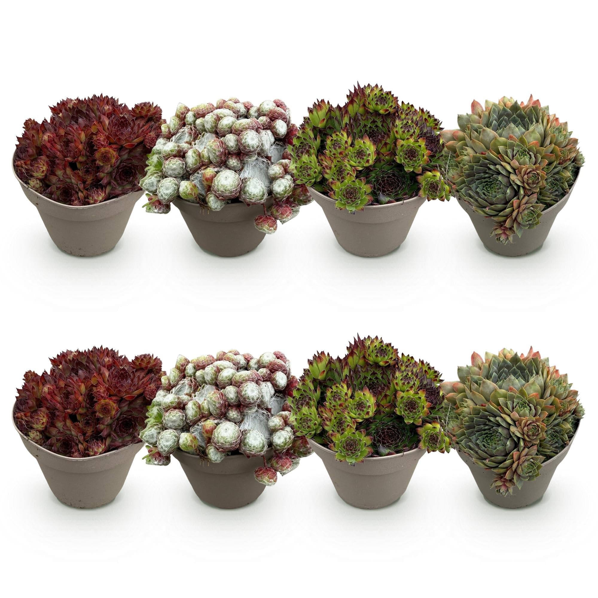 Sempervivum Big Sam – 4 piante – Resistente – Colori assortiti – Facile da pulire – Sempervivum Big Sam – Piante – Ø 14 cm H 17 cm